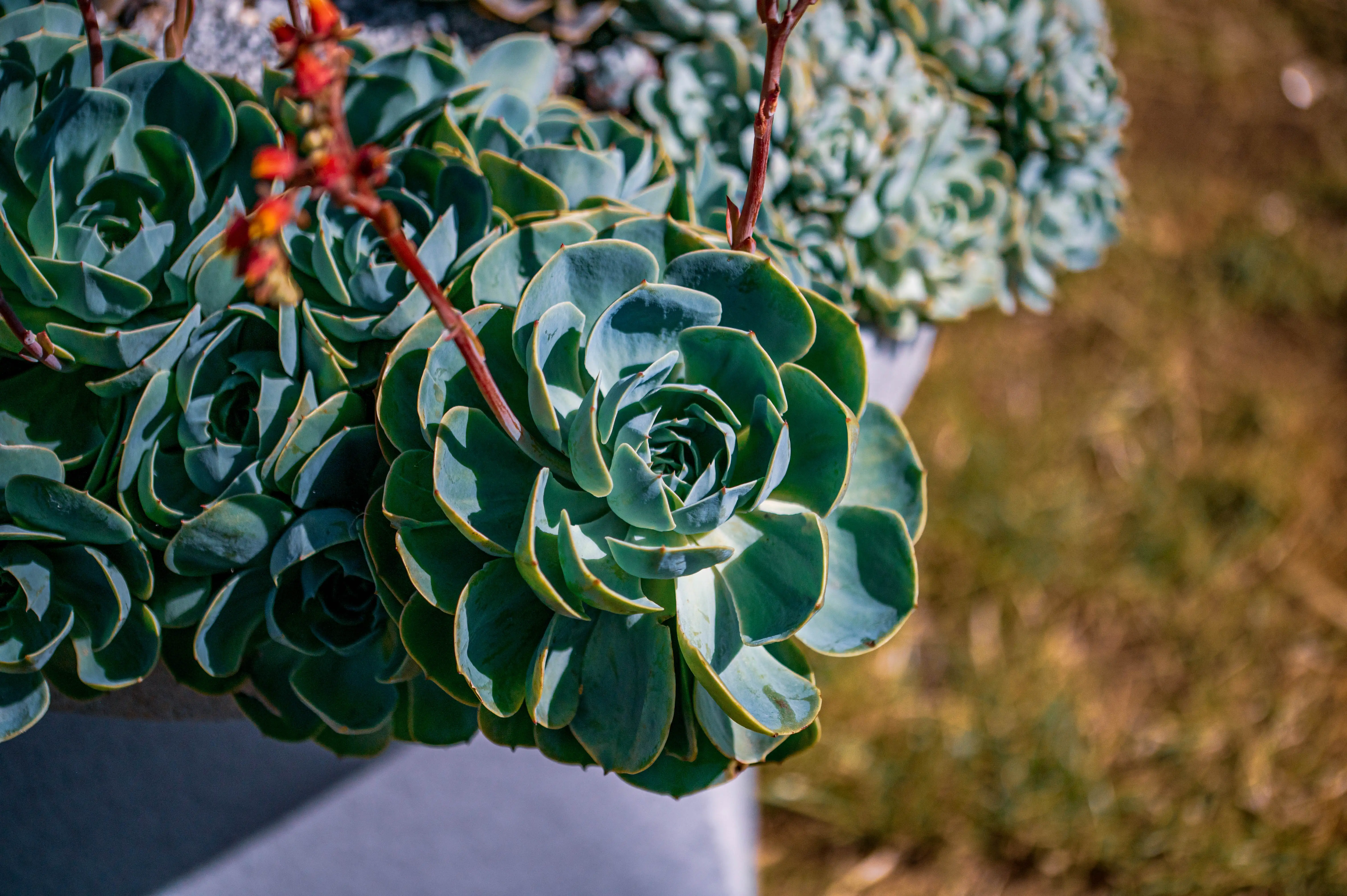 Close-up of a group of teal-green Echeveria succulents in a pot. The leaves are fleshy and arranged in a tight rosette pattern, with thin reddish-orange flower stems reaching upwards.