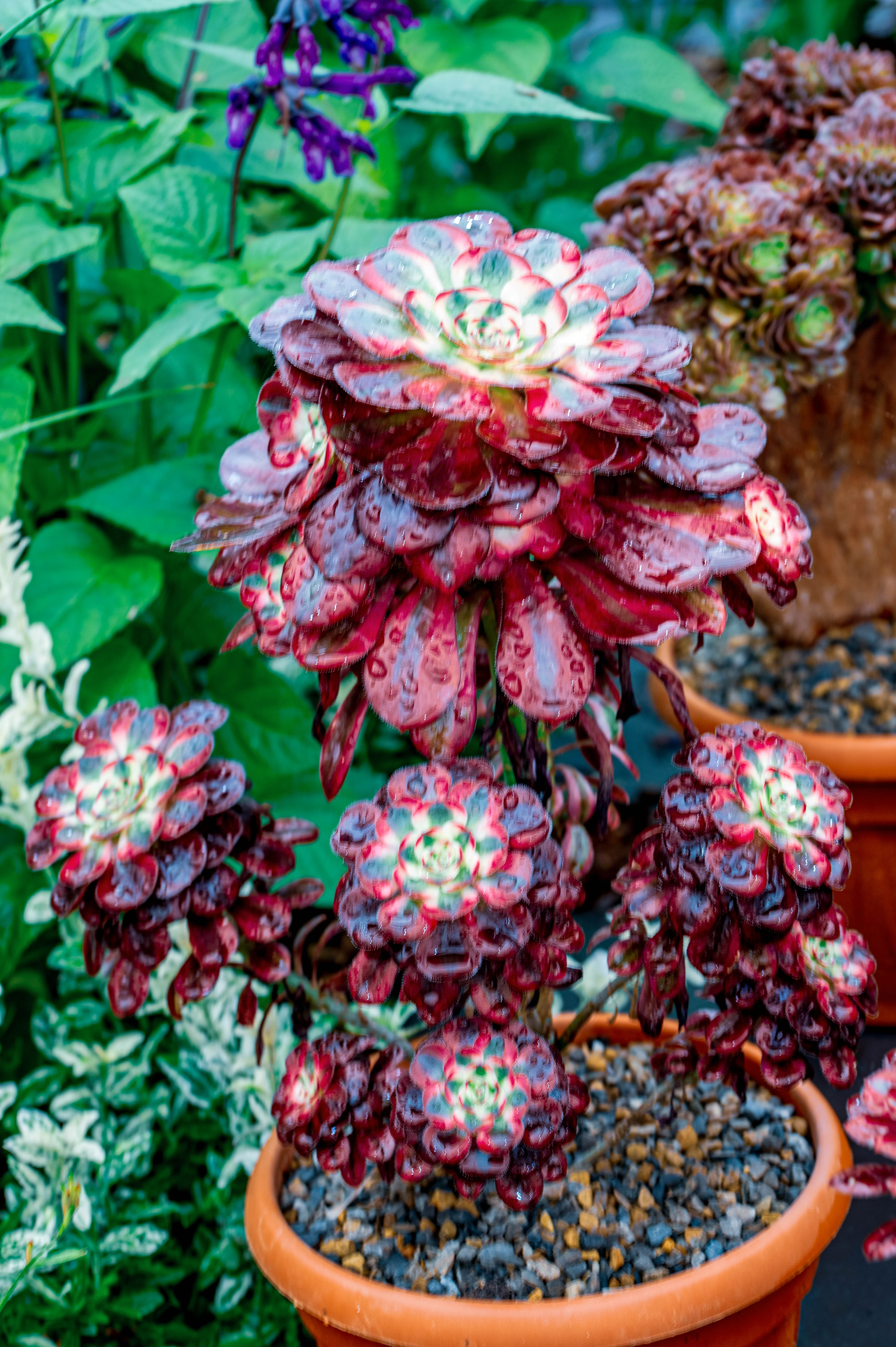 A cluster of deep red succulents with layered, water-covered leaves, potted in terracotta and surrounded by greenery.