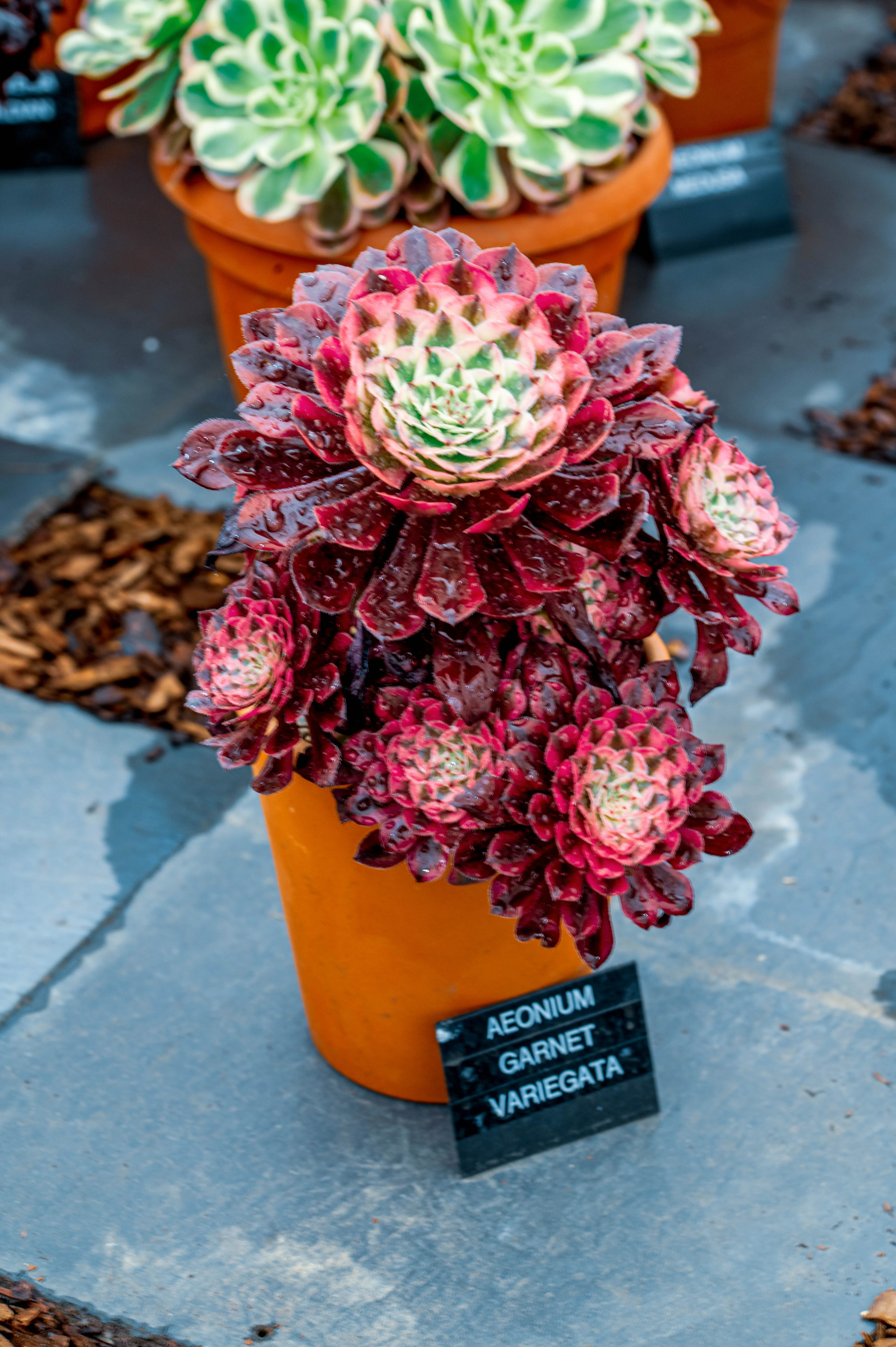 A potted Aeonium 'Garnet Variegata' succulent with striking red and green variegated rosettes, glistening with water droplets.