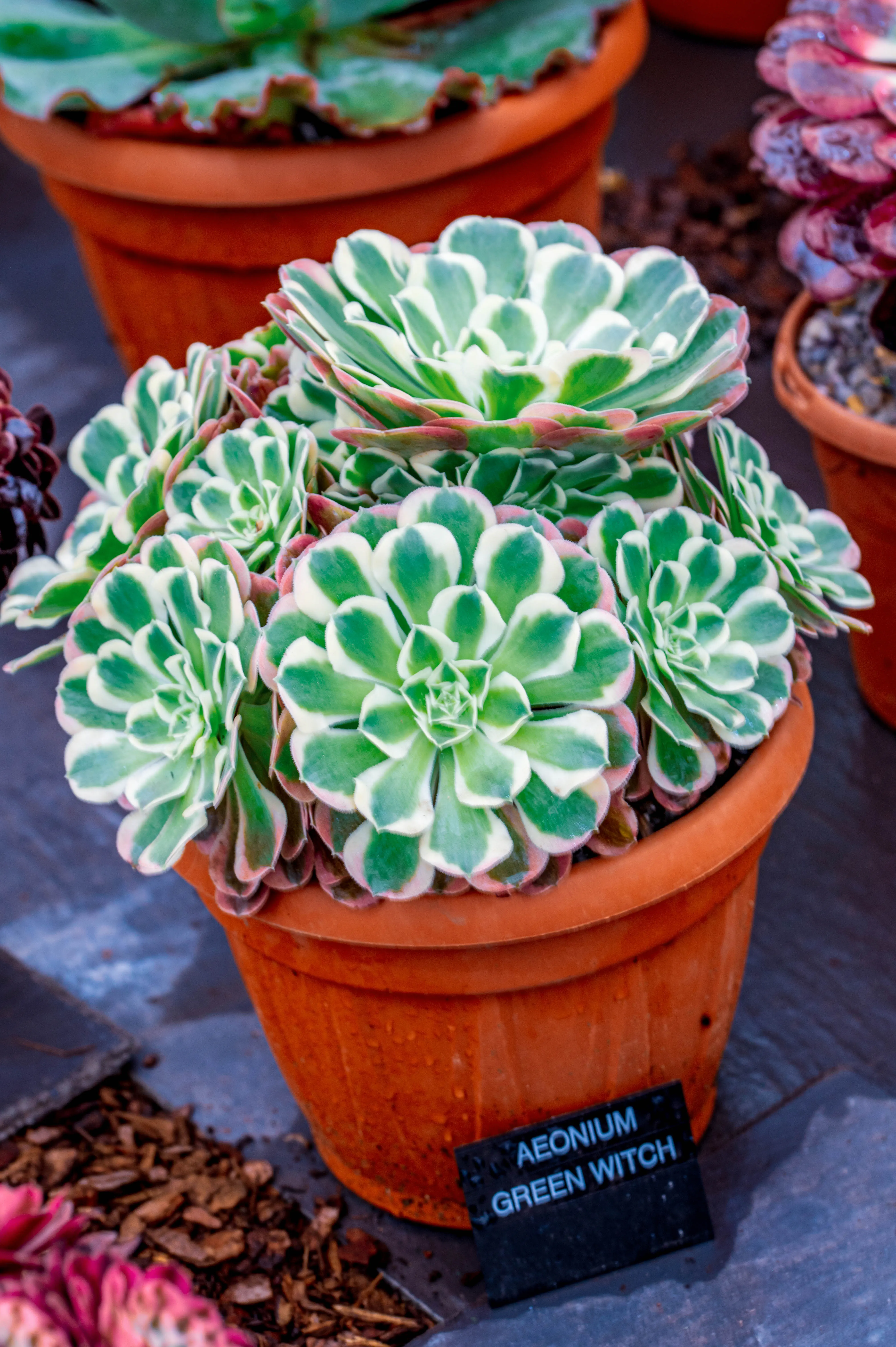A close-up, eye-level view of a collection of succulents displayed in shallow planters filled with gravel. The plants exhibit a variety of rosettes, spiky forms, and fleshy leaves in shades of green, blue-green, pink, and red, with some specimens featuring delicate flowering stalks.