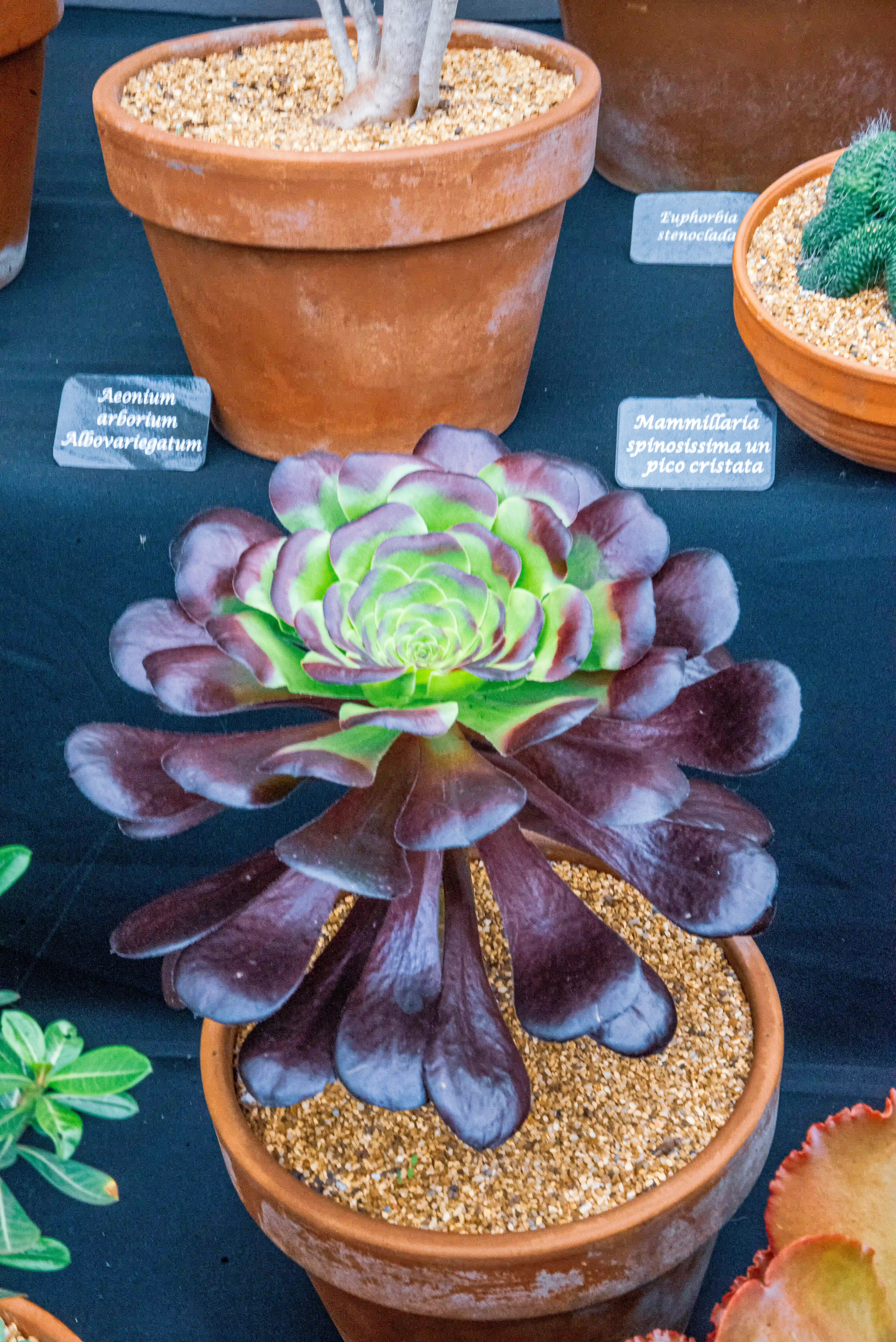 A succulent plant with layered, paddle-shaped leaves that transition from deep purple on the outside to bright green in the centre, potted in a terracotta pot.