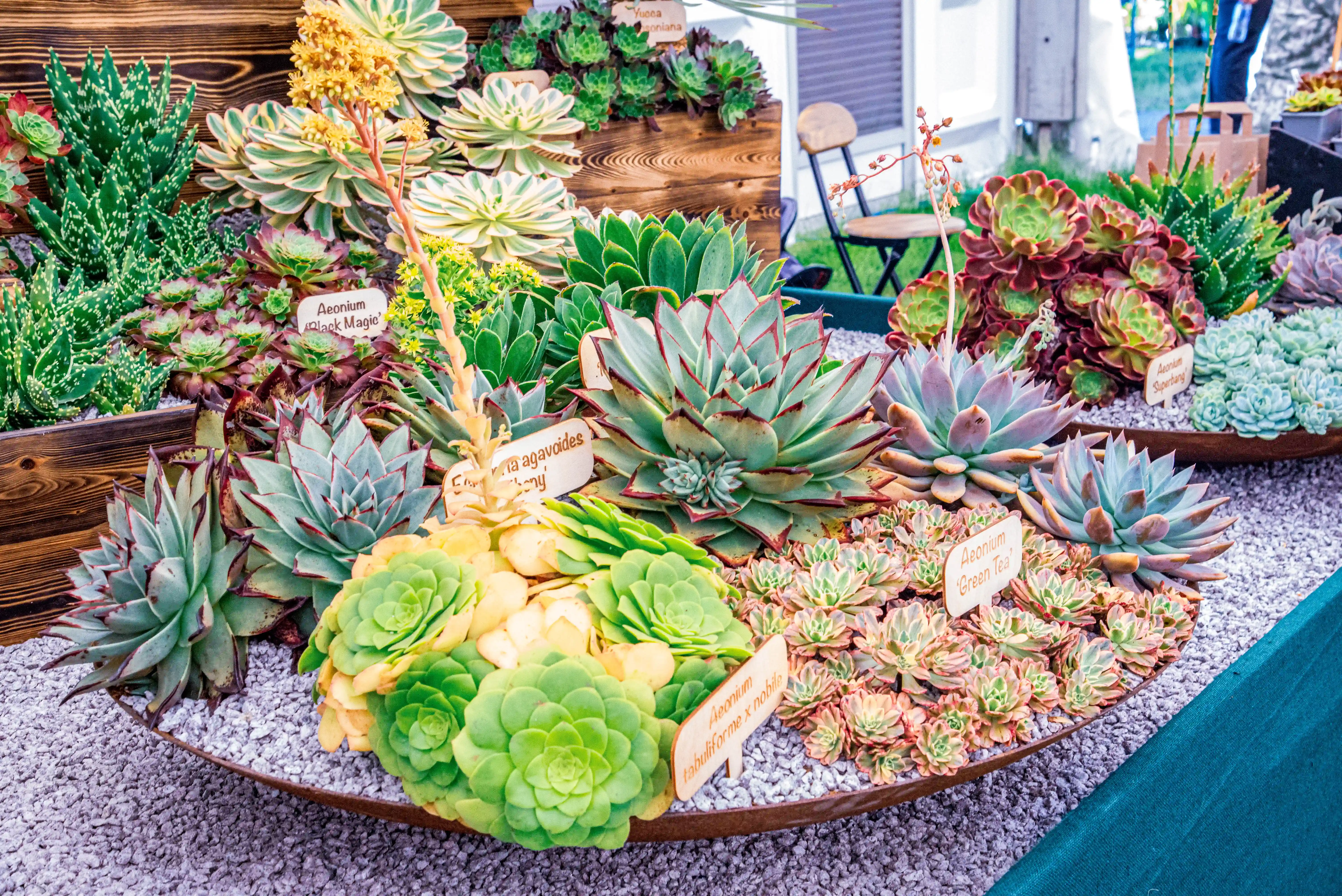 A close-up, eye-level view of a collection of succulents displayed in shallow planters filled with gravel. The plants exhibit a variety of rosettes, spiky forms, and fleshy leaves in shades of green, blue-green, pink, and red, with some specimens featuring delicate flowering stalks.