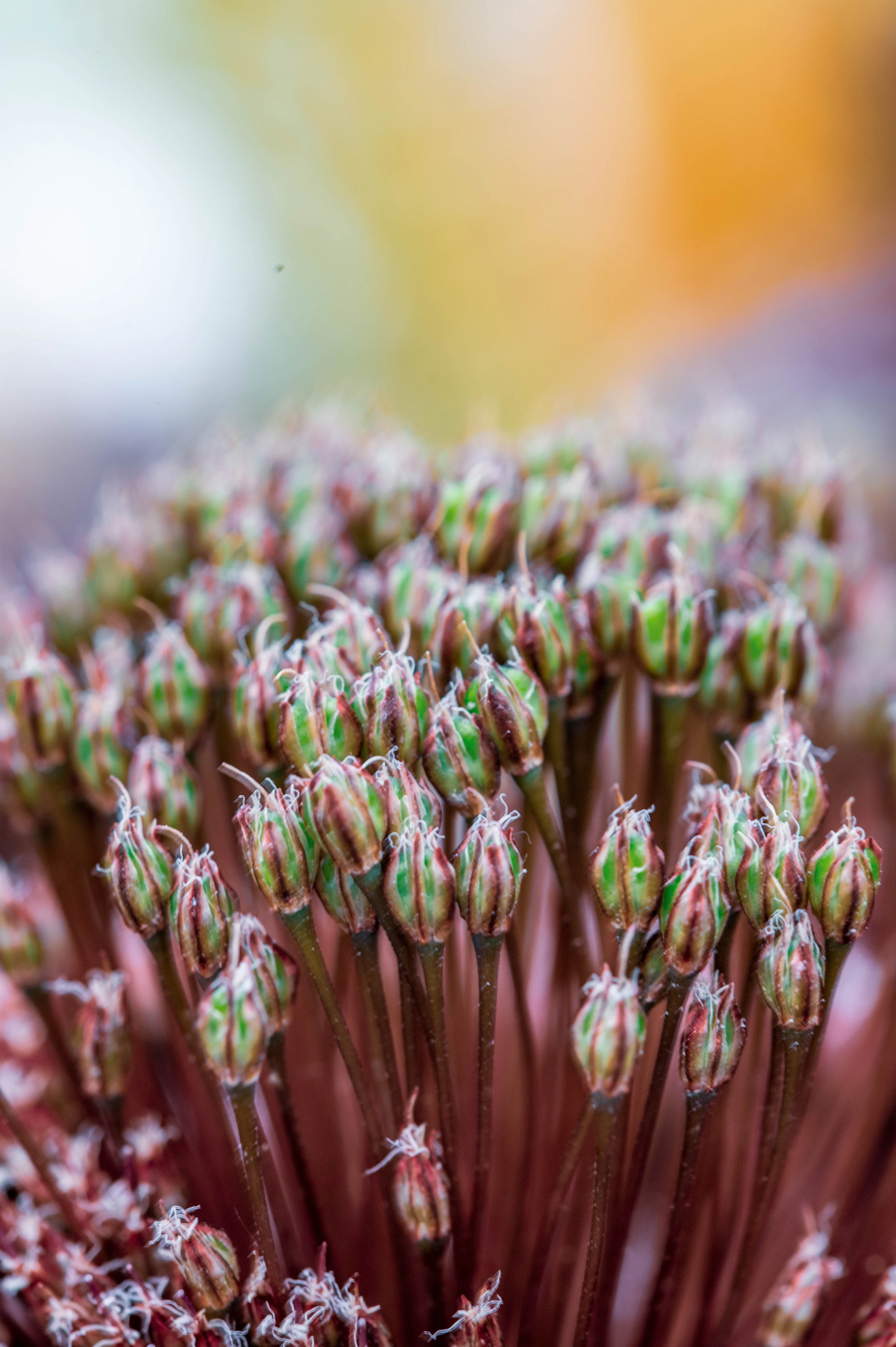 Close-up of many small, conical flower buds, mostly green with burgundy stripes, emerging from thin stems. The background is a soft blur of warm yellow and white.