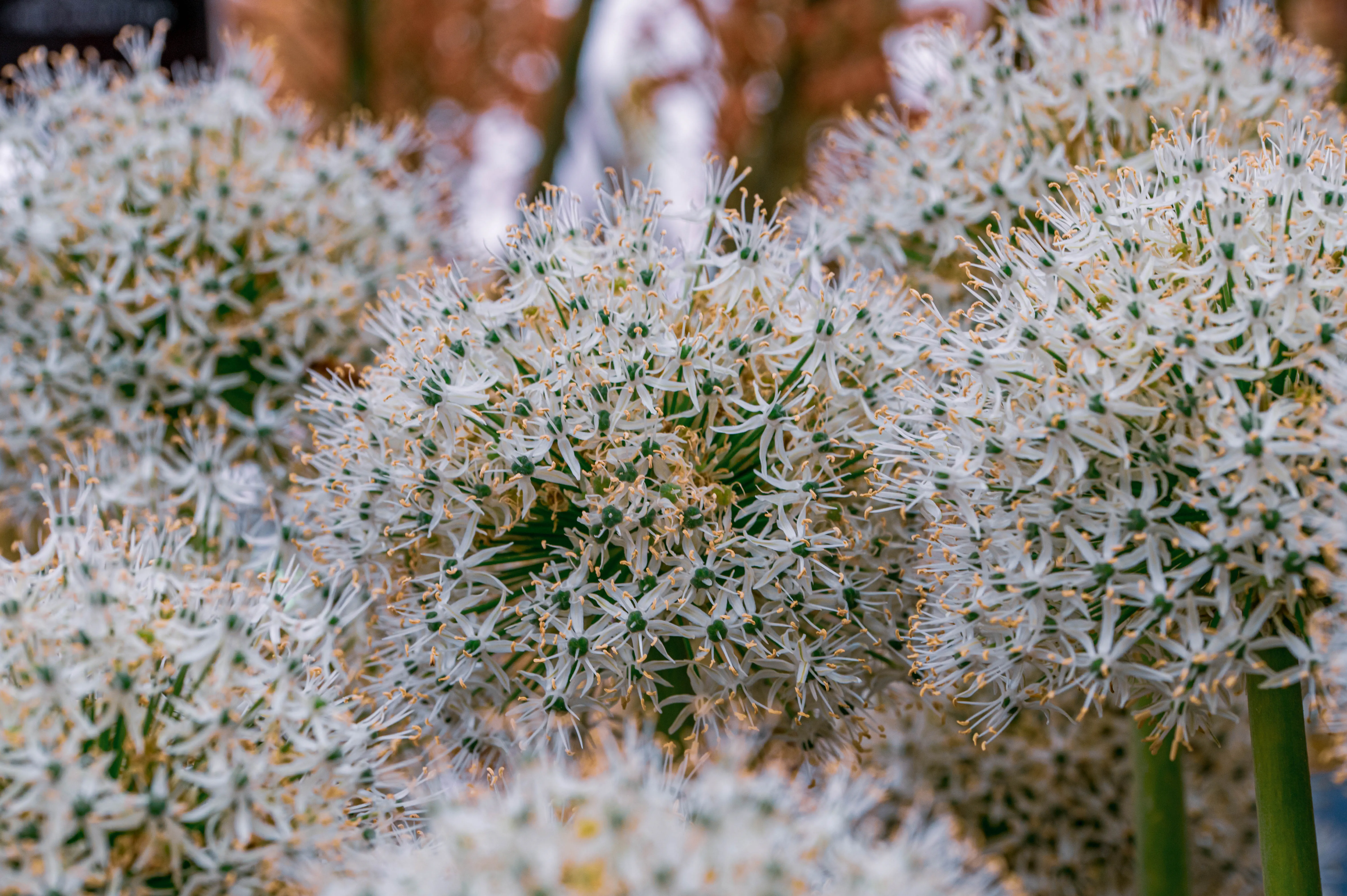 A detailed close-up photograph of multiple spherical white Allium flower heads, each composed of numerous small star-shaped florets with thin, prominent, pale yellow stamens.