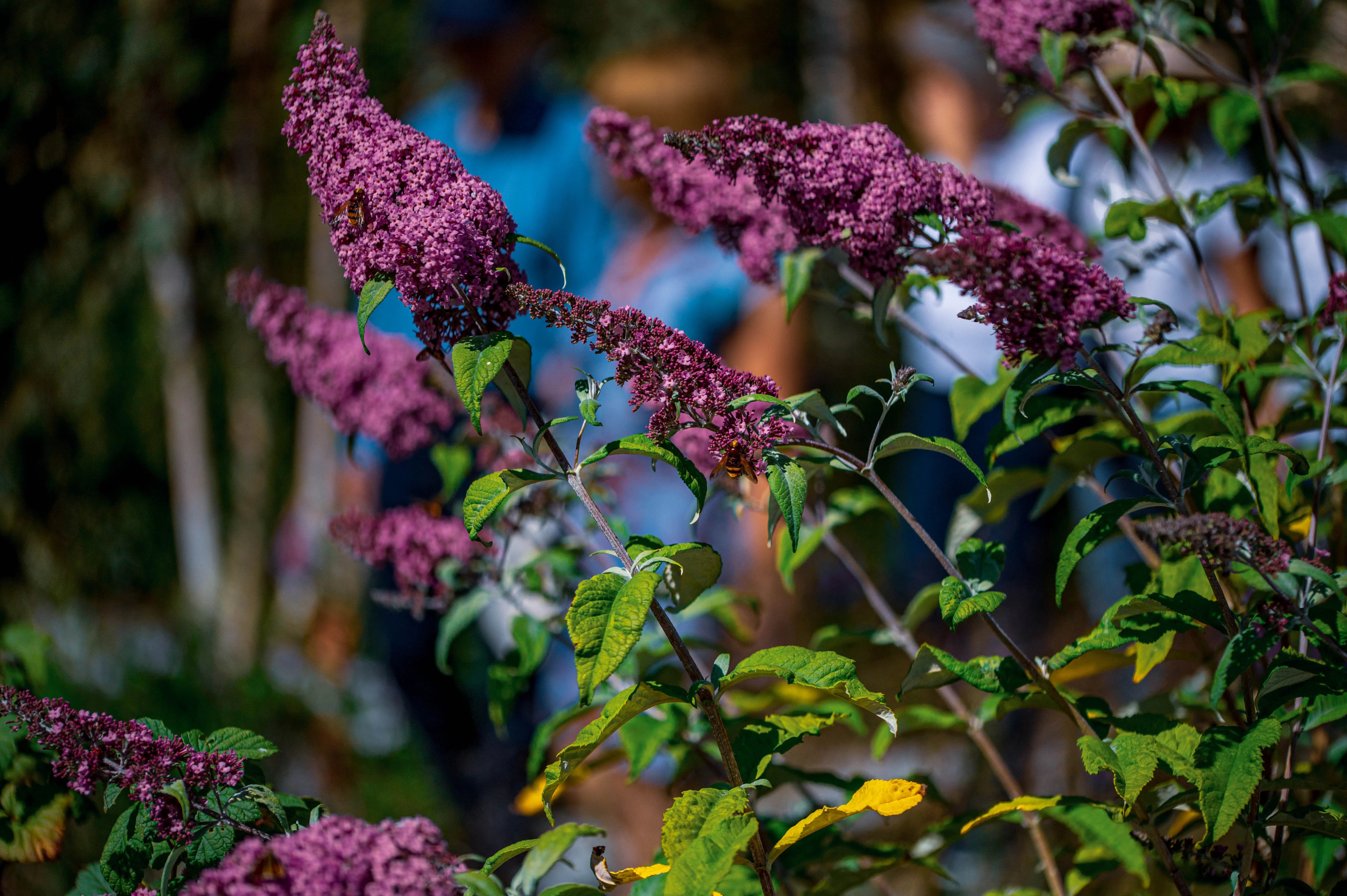 Close-up of a cluster of purple Buddleja flowers, with a bee visiting one of the blooms, set against a blurred garden background.