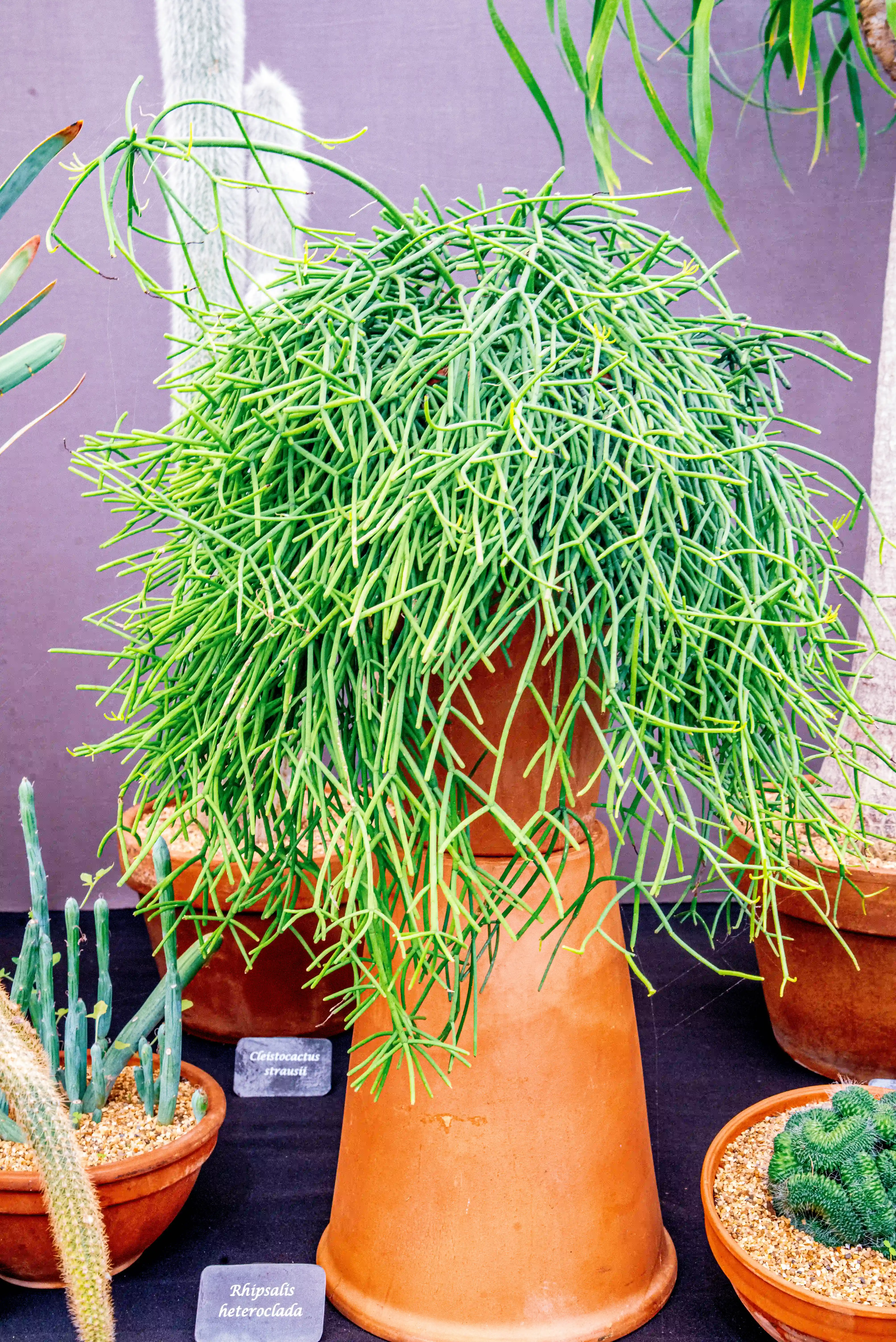 A Rhipsalis heteroclada plant with long, thin, jointed green stems that cascade downwards from a terracotta pot. Other plants and terracotta pots are visible in the background.