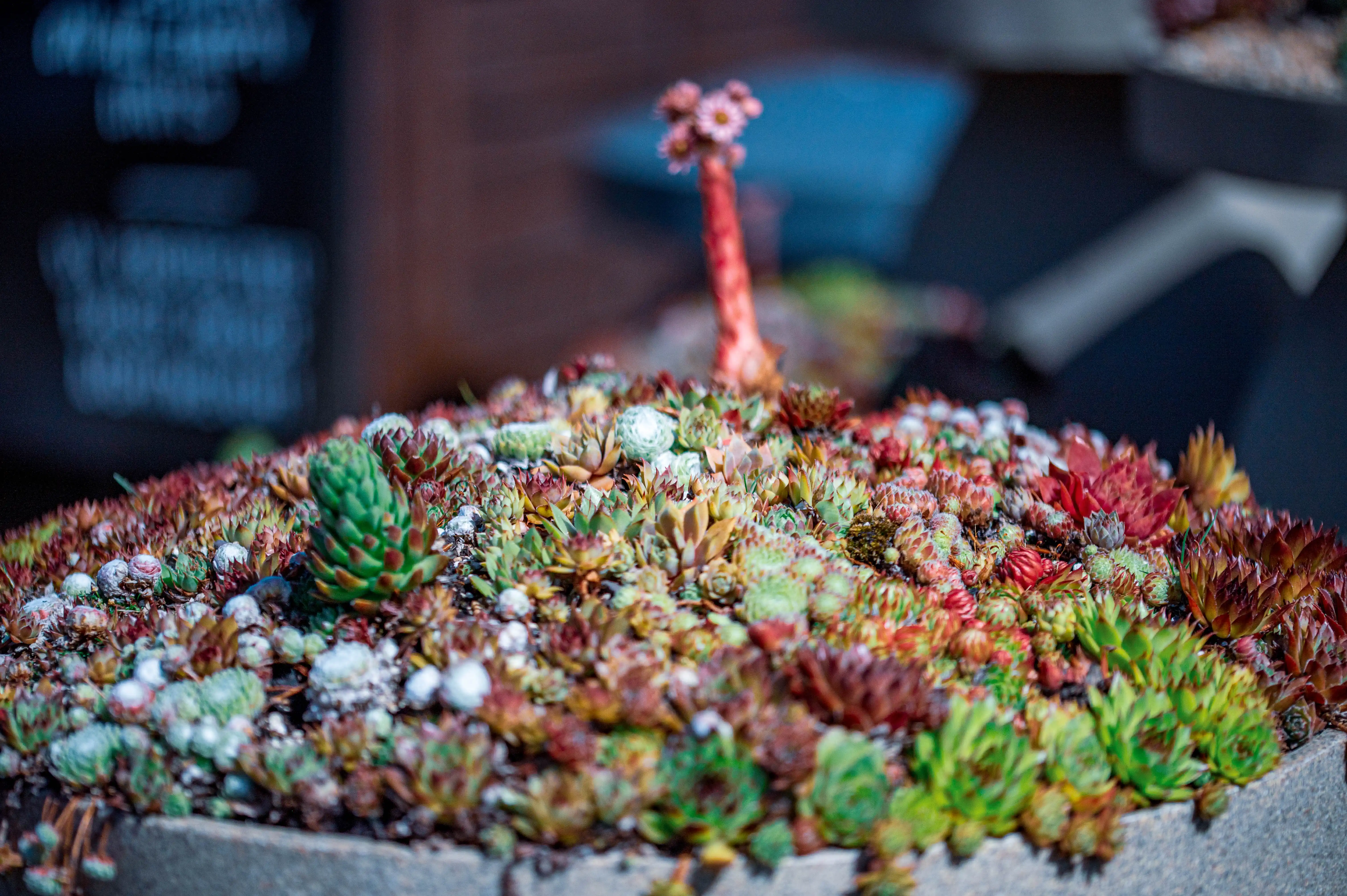 A close-up view of a stone planter filled with many small, tightly packed succulents in various shades of green, red, and brown. A tall, thin stalk with pink flowers emerges from the centre of the arrangement.