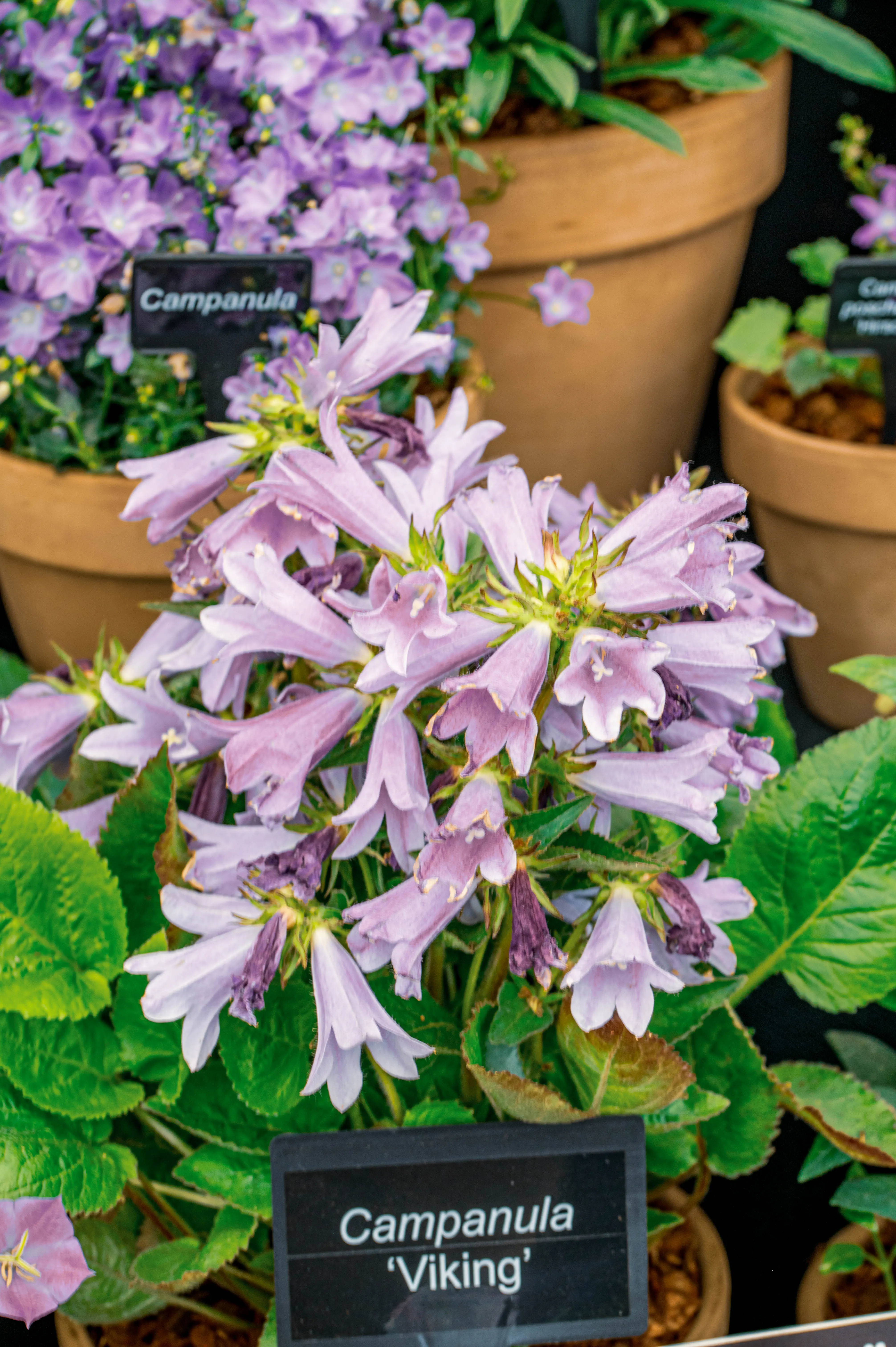 Close-up of pale lavender bell-shaped campanula flowers and green leaves, with a plant label indicating 