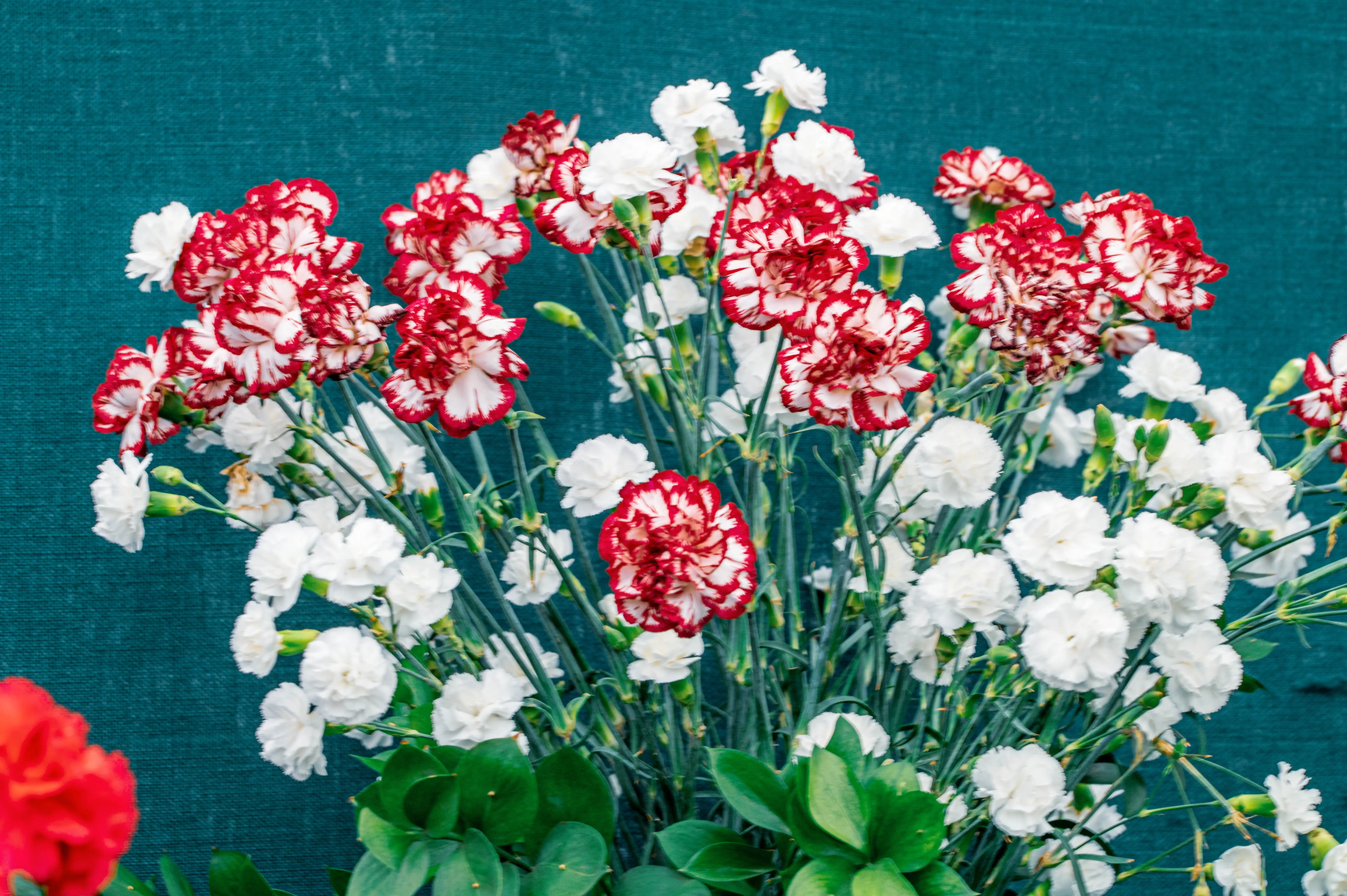 A bunch of carnations, some with red and white striped petals and others solid white, are arranged against a dark teal textured background.