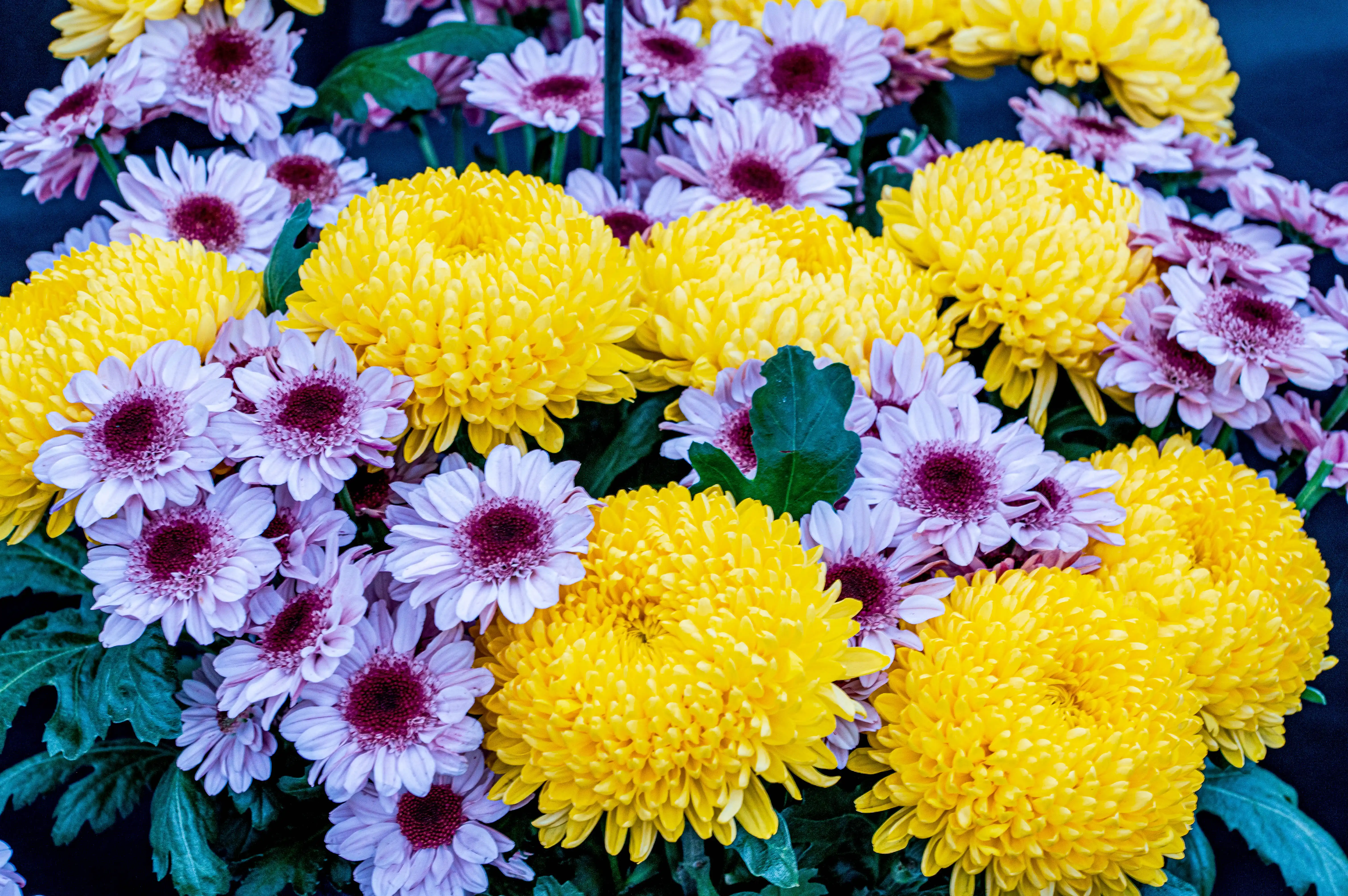 A close-up photograph of a vibrant bouquet of chrysanthemums, with a focus on the contrast between large, fluffy yellow flowers and smaller, star-shaped lilac flowers with dark centres.
