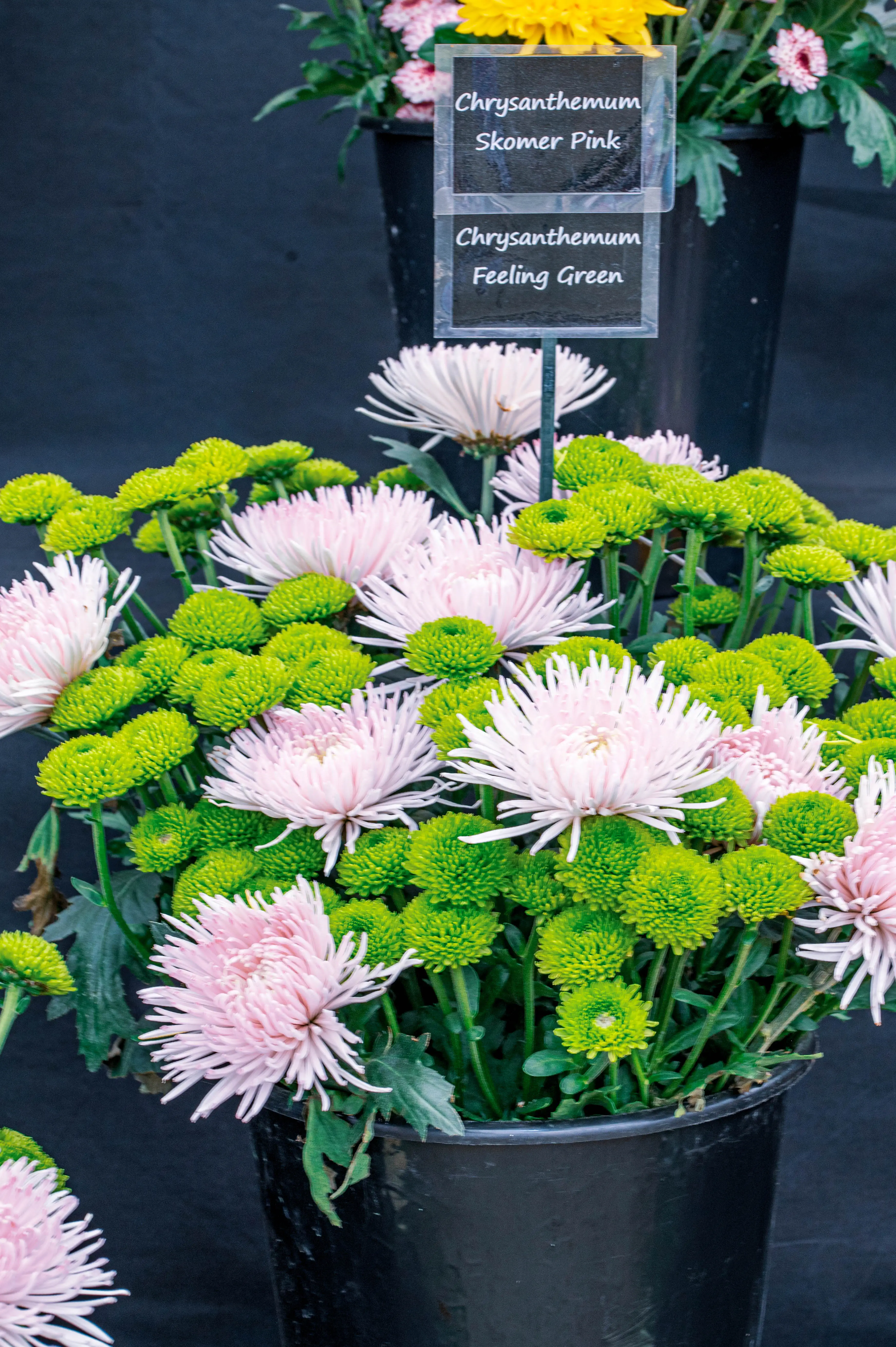 A close-up of pink spider chrysanthemums and green button chrysanthemums in black pots.