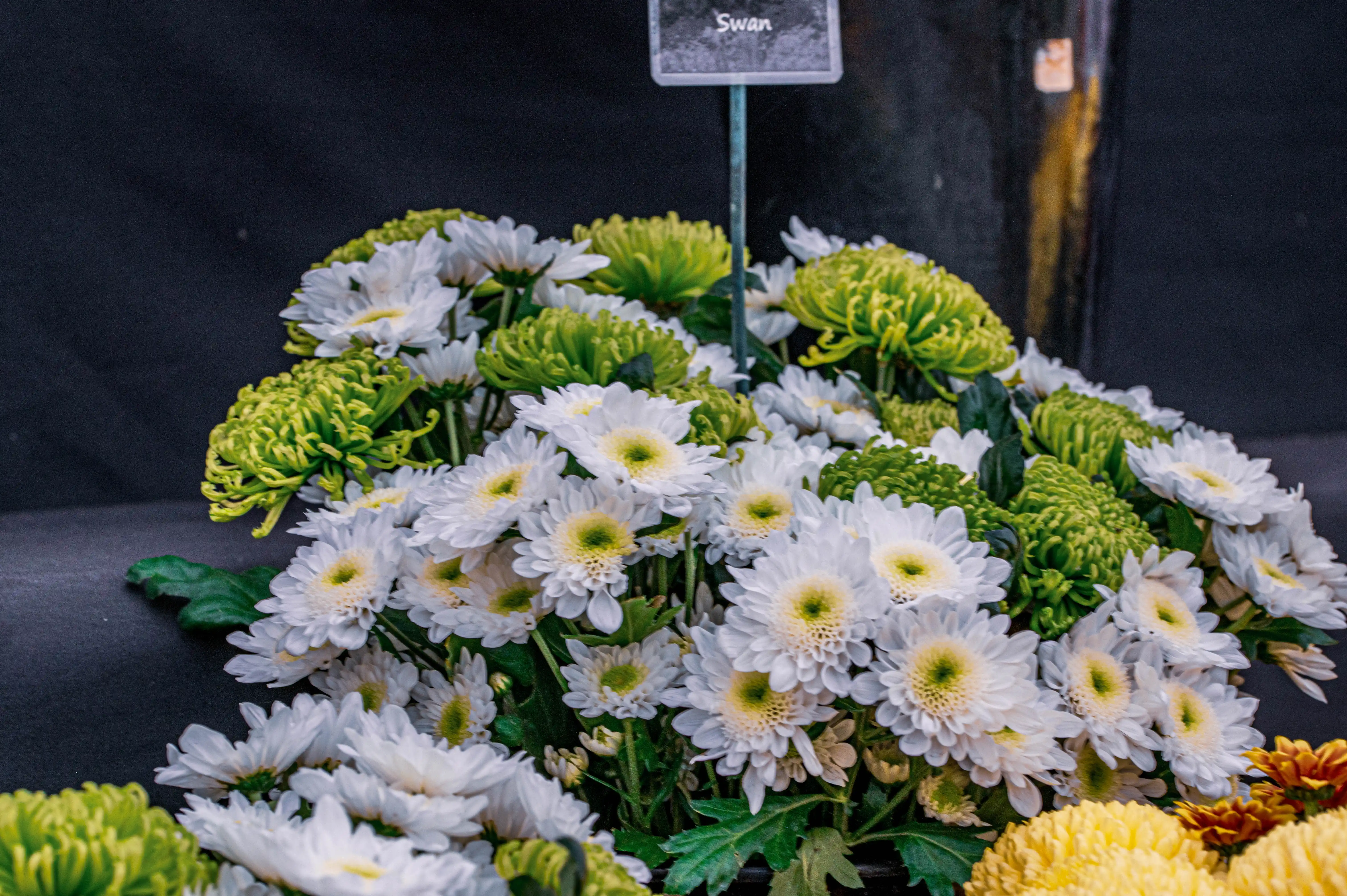 A floral arrangement featuring numerous white, daisy-like chrysanthemums with yellow centres, interspersed with spiky, lime-green chrysanthemums.
