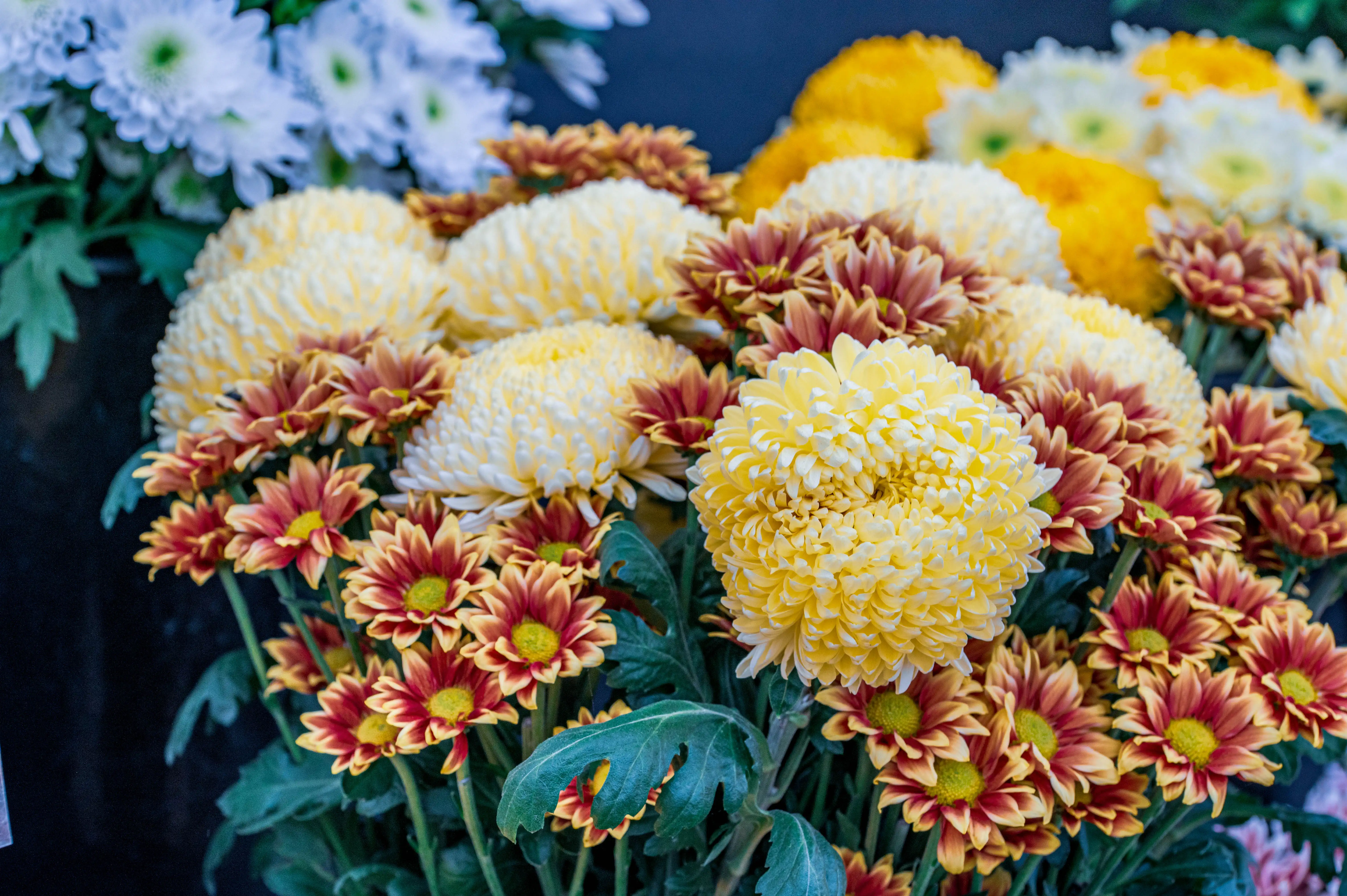 A close-up of a floral arrangement featuring large, pale yellow chrysanthemums with densely packed, feathery petals, and smaller, daisy-like chrysanthemums with burgundy outer petals and bright yellow centres.