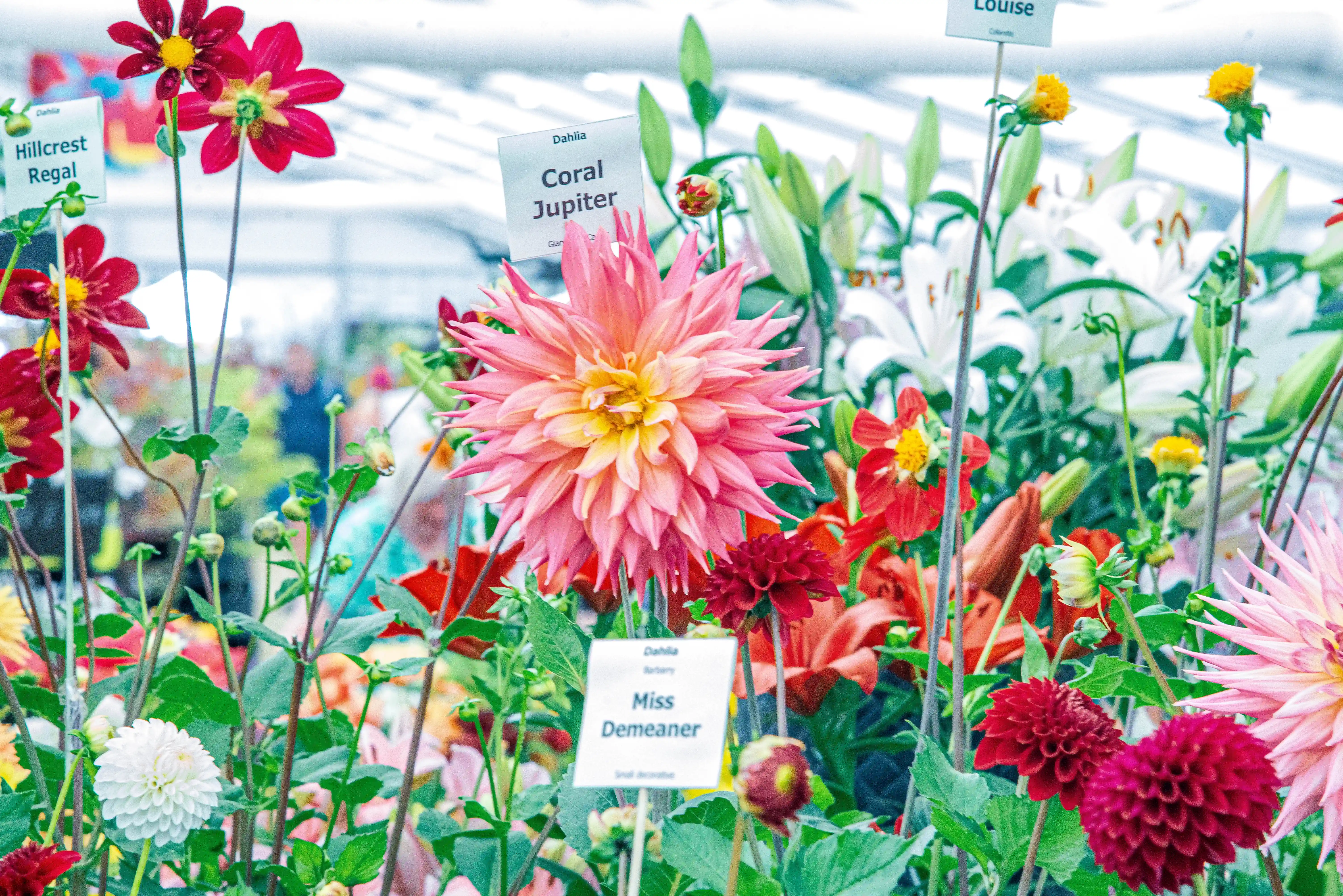 A vibrant display of various dahlia flowers with labels, featuring a large pink and yellow dahlia, red dahlias, and white pom-pom dahlias, with lilies in the background.