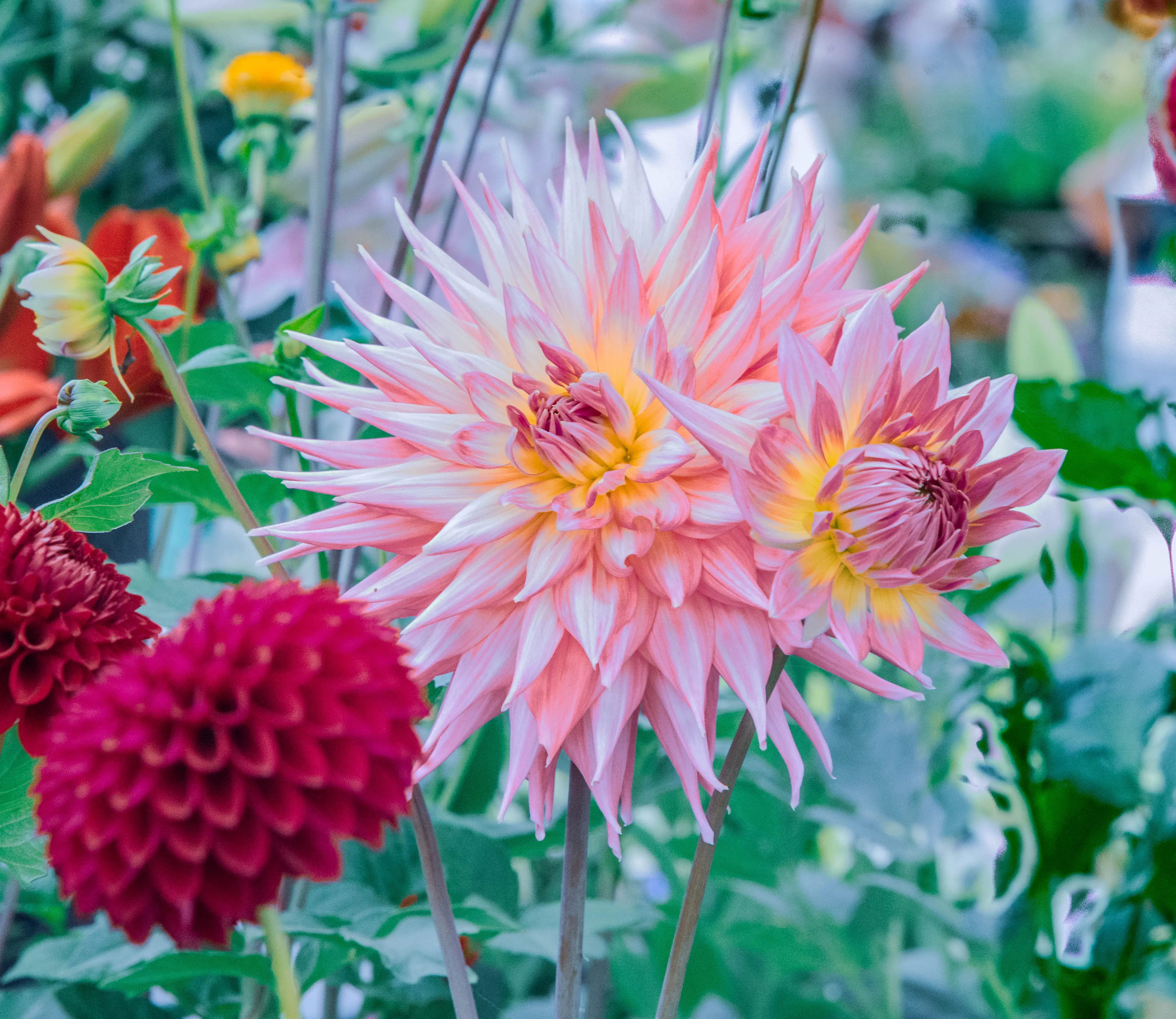 Close-up of two large, pale pink and yellow dahlias with spiky petals, positioned in front of two smaller, round, deep red dahlias. Green foliage and other blurred flowers are visible in the background.