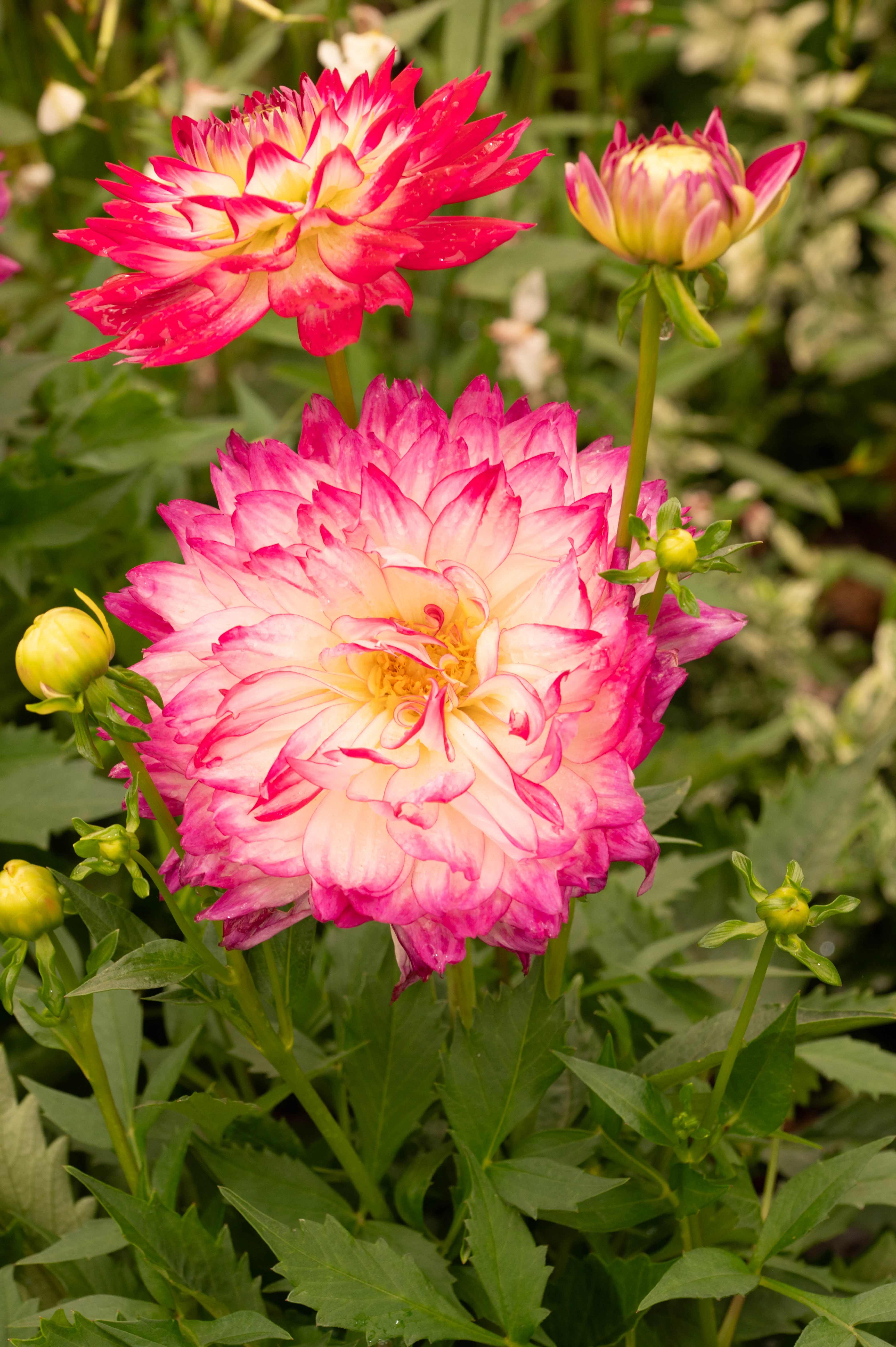 A large, bicoloured dahlia flower with creamy yellow and pink-tipped petals is in focus, with a smaller dahlia of similar colouring and buds in the background.