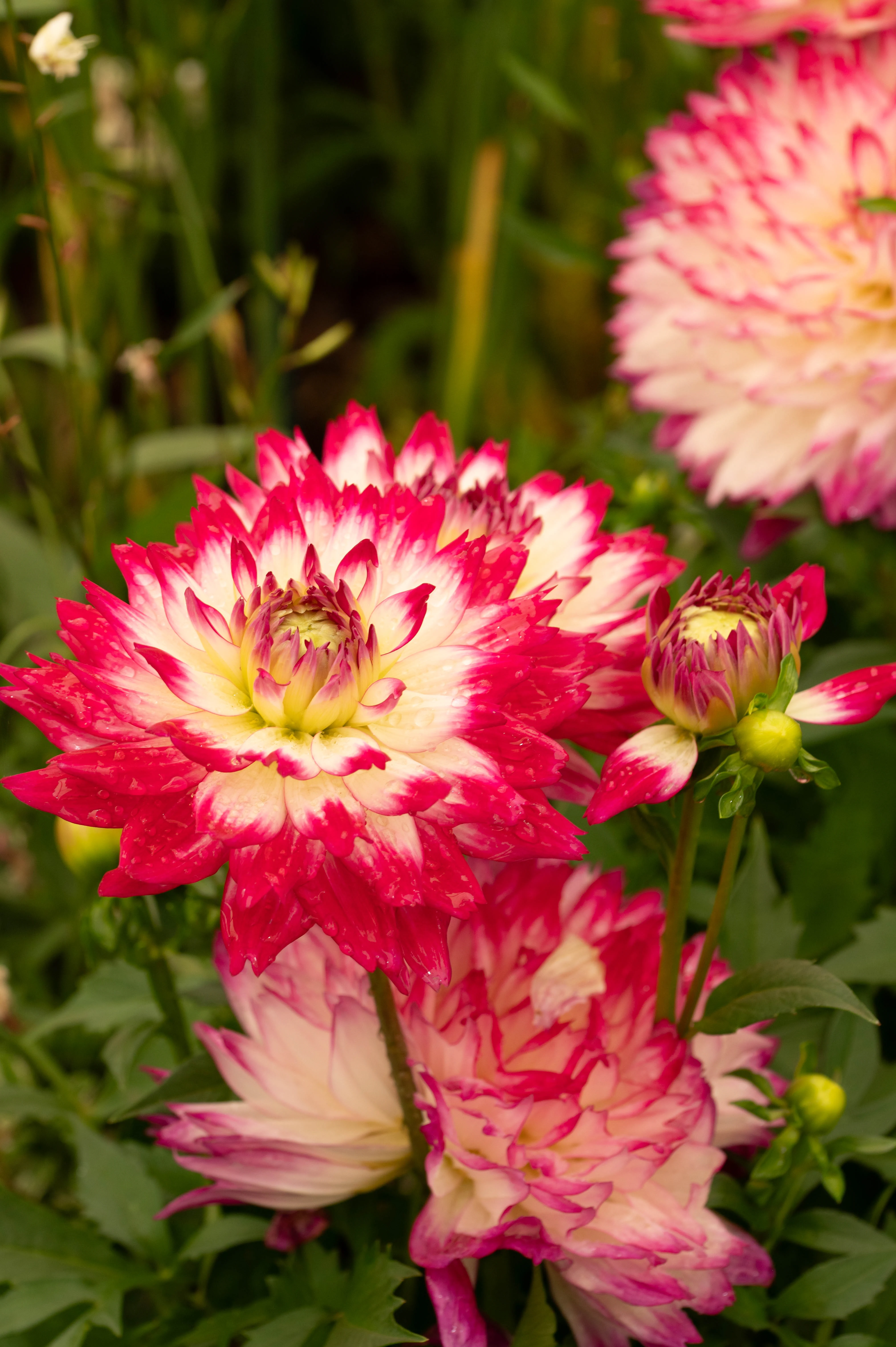A large, bicoloured dahlia flower with creamy yellow and pink-tipped petals is in focus, with a smaller dahlia of similar colouring and buds in the background.