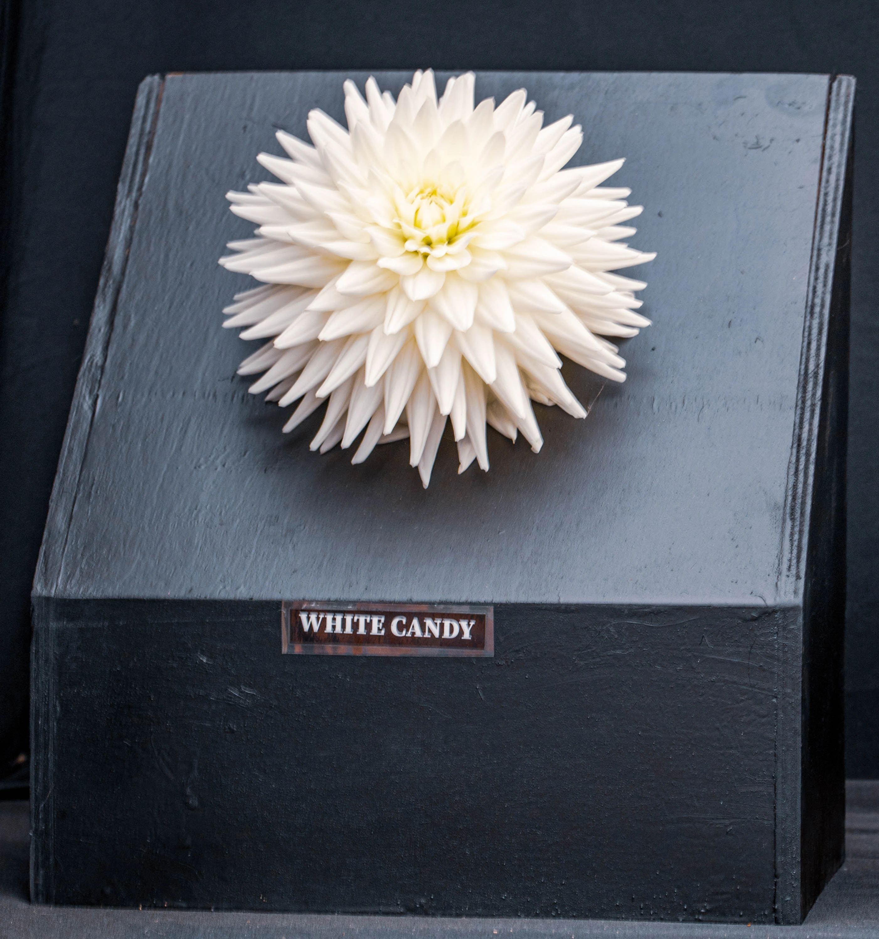 A close-up, eye-level shot of a fully bloomed white dahlia flower with pointed petals, resting on a dark grey textured surface. A small label below the flower reads 