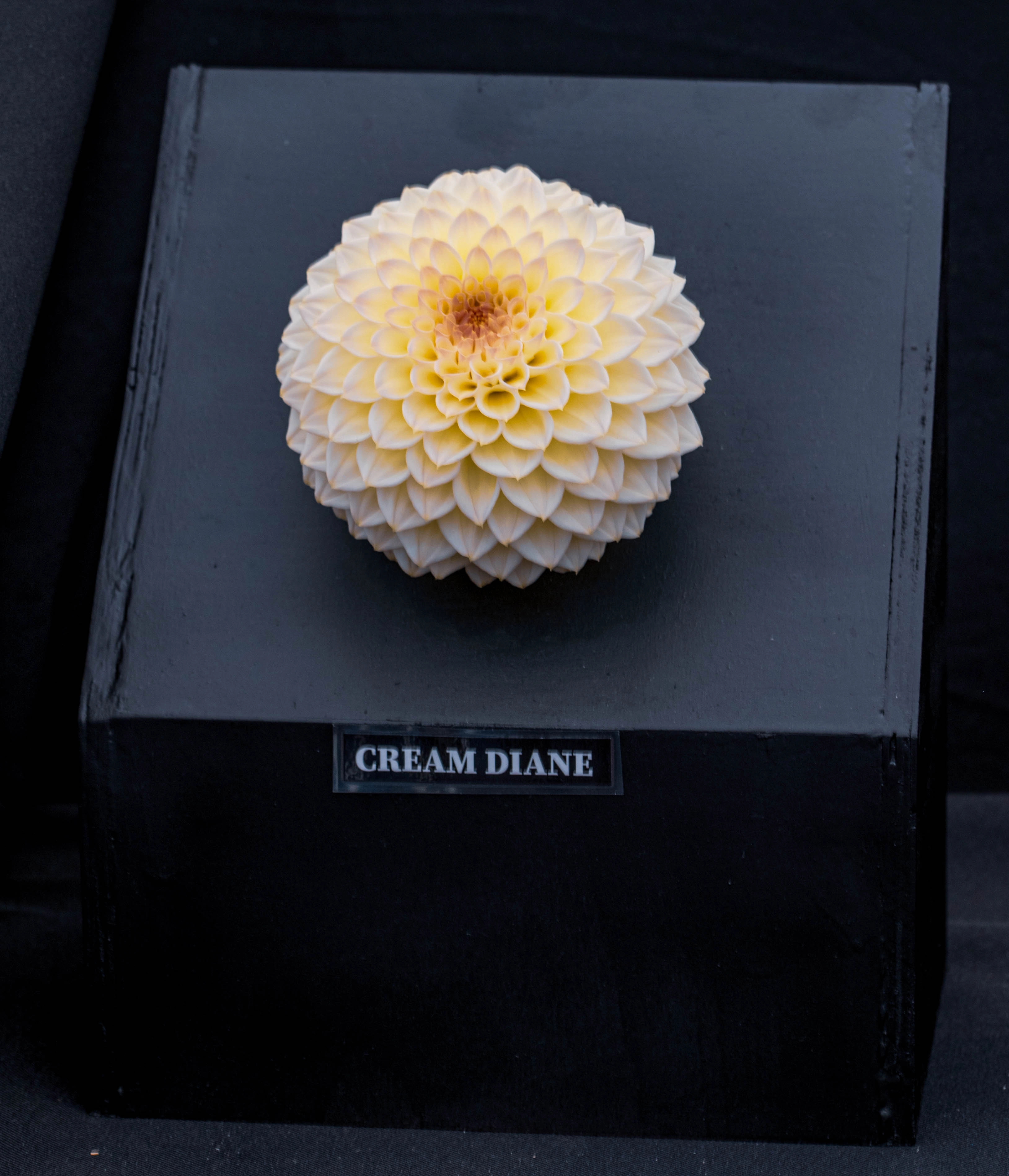 A spherical dahlia flower, named 'Cream Diane', with creamy white and pale yellow petals arranged in a dense, geometric pattern, sits atop a dark display box.