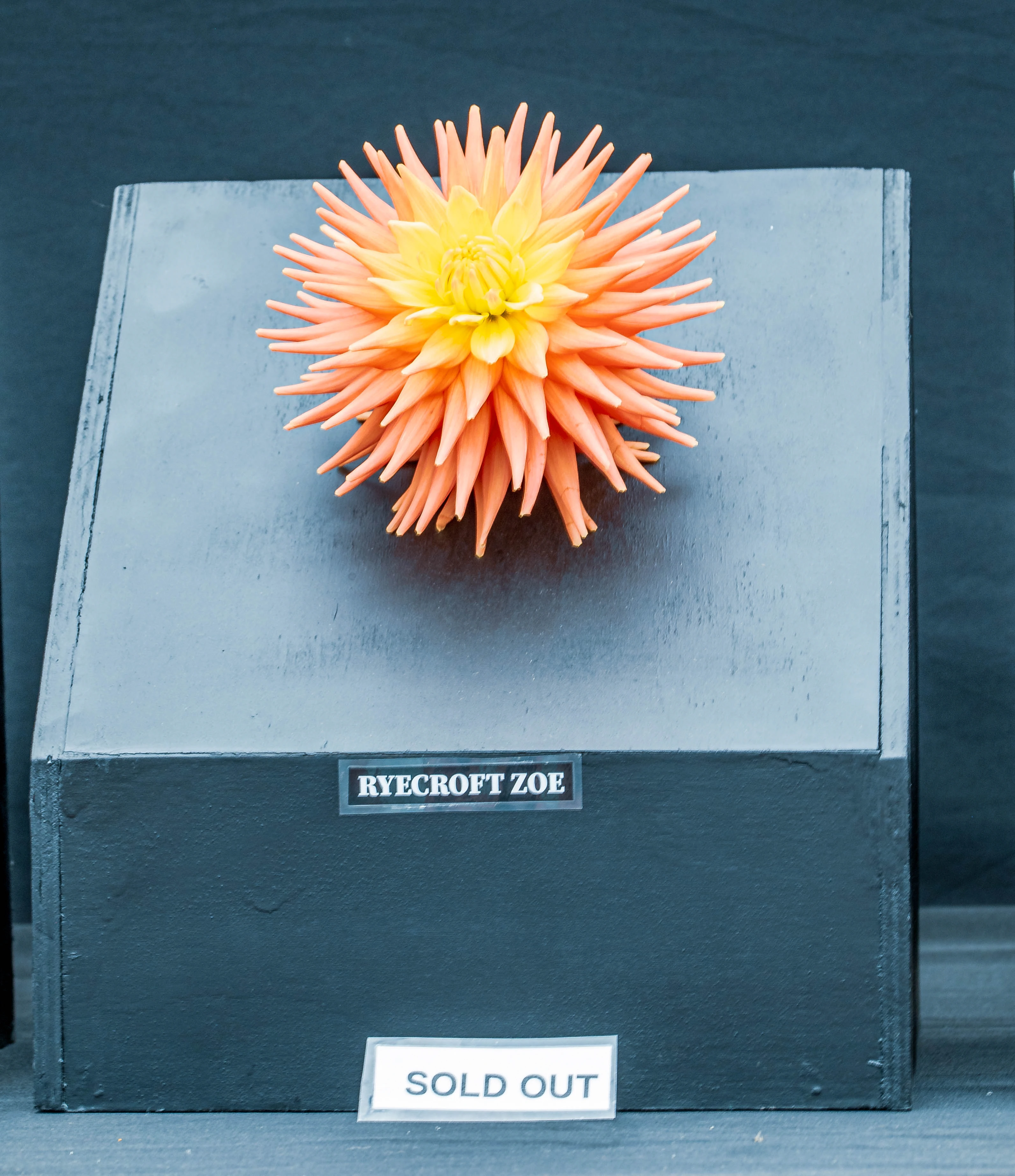 A vibrant orange and yellow dahlia named 'Ryecroft Zoe' is displayed on a dark pedestal, with a 