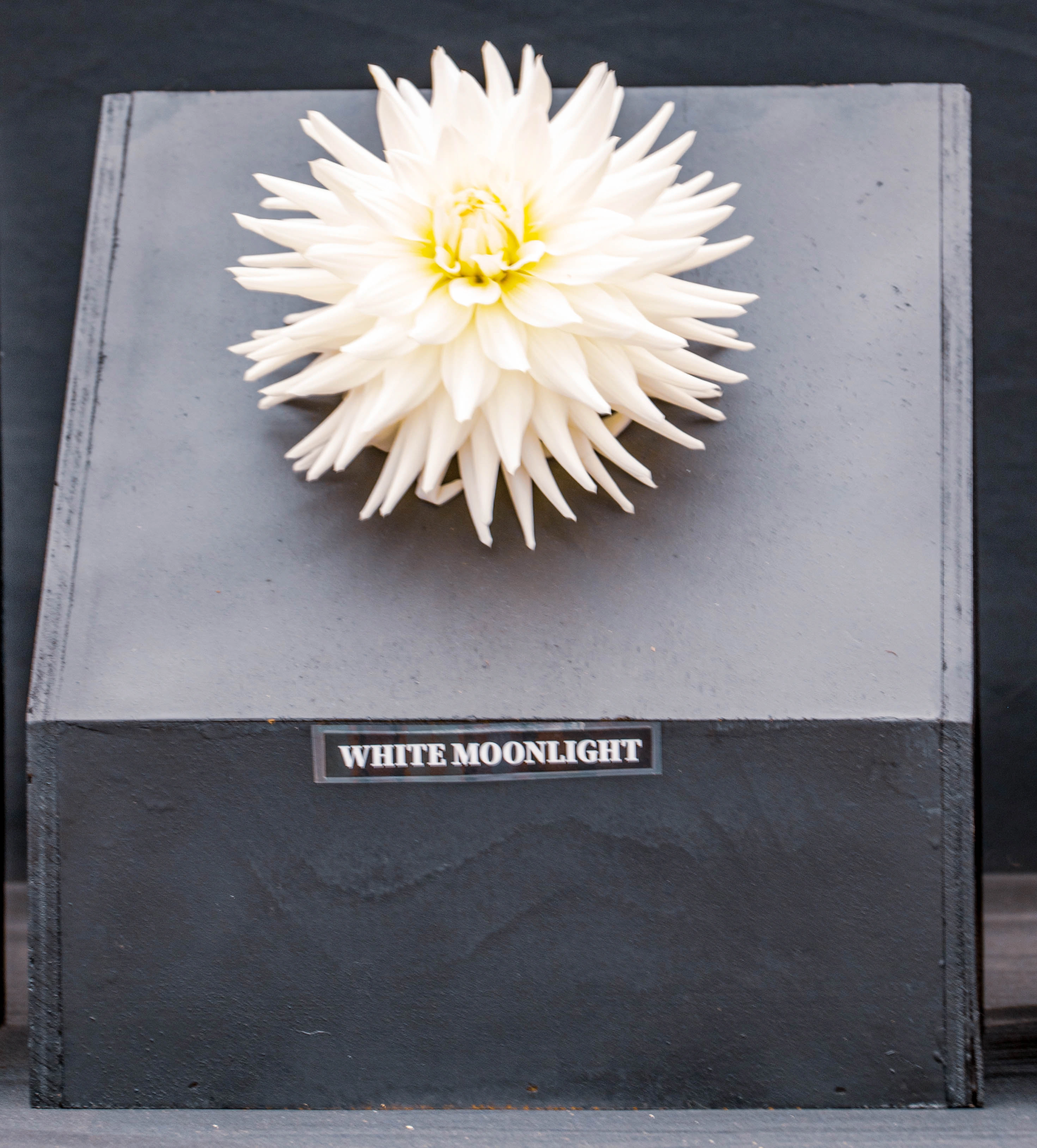 A white dahlia flower with spiky petals and a yellow centre, labelled 'WHITE MOONLIGHT', rests on a dark grey rectangular stand against a black background.