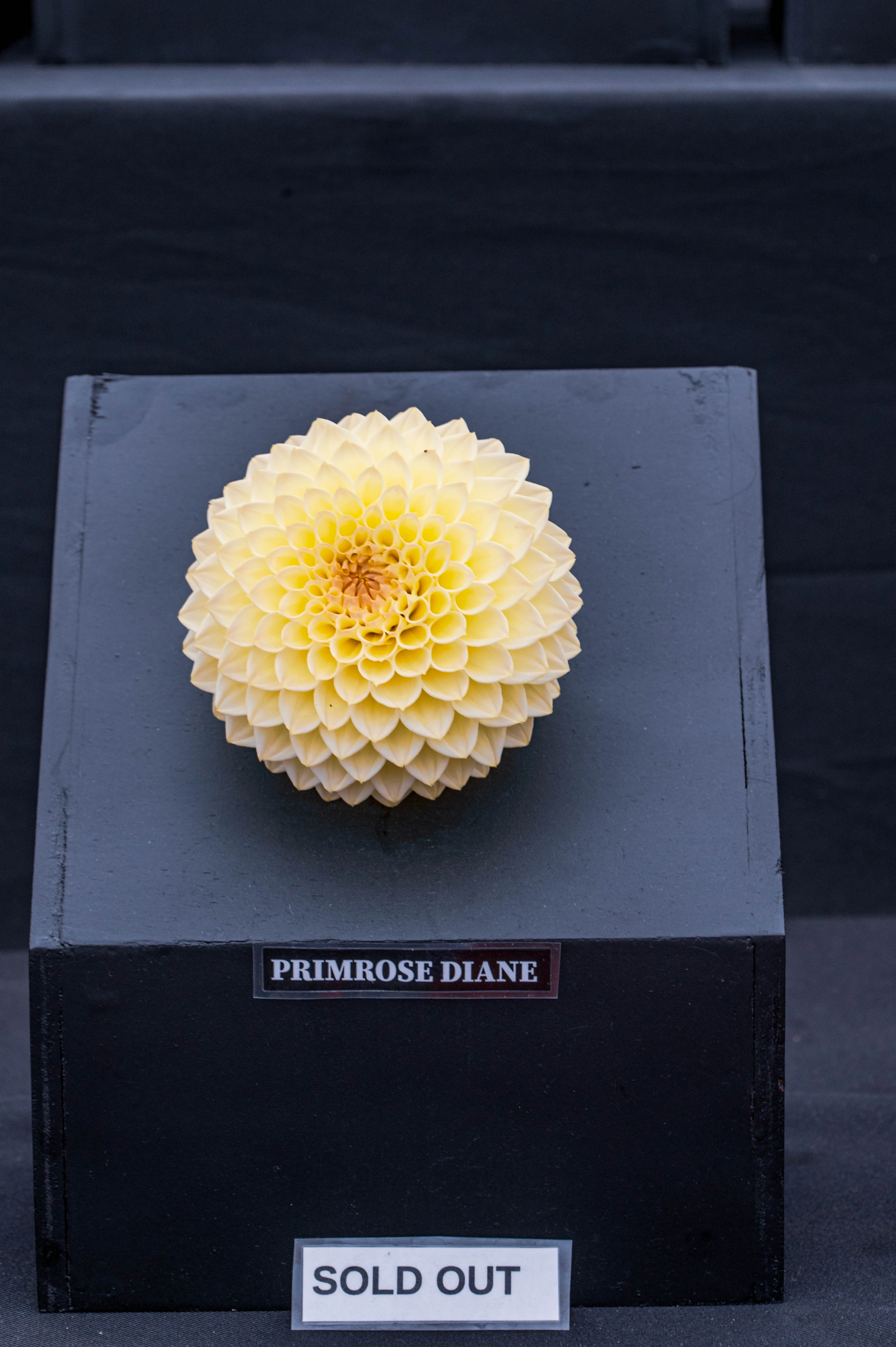 A single, spherical, pale yellow dahlia with tightly packed petals sits on a dark grey display block, with a 