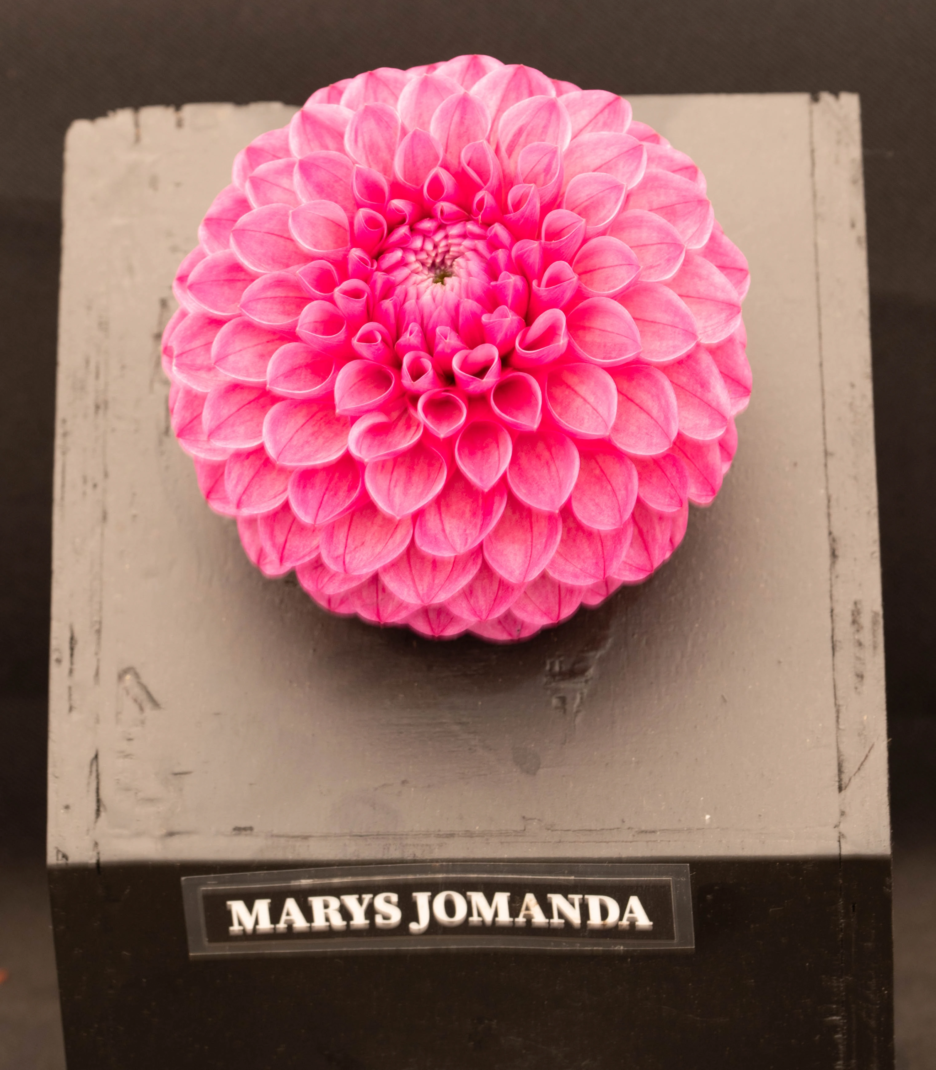 Alt-text: A vibrant pink dahlia flower with many tightly packed, spoon-shaped petals is displayed on a dark grey surface. A label at the base reads MARYS JOMANDA.
