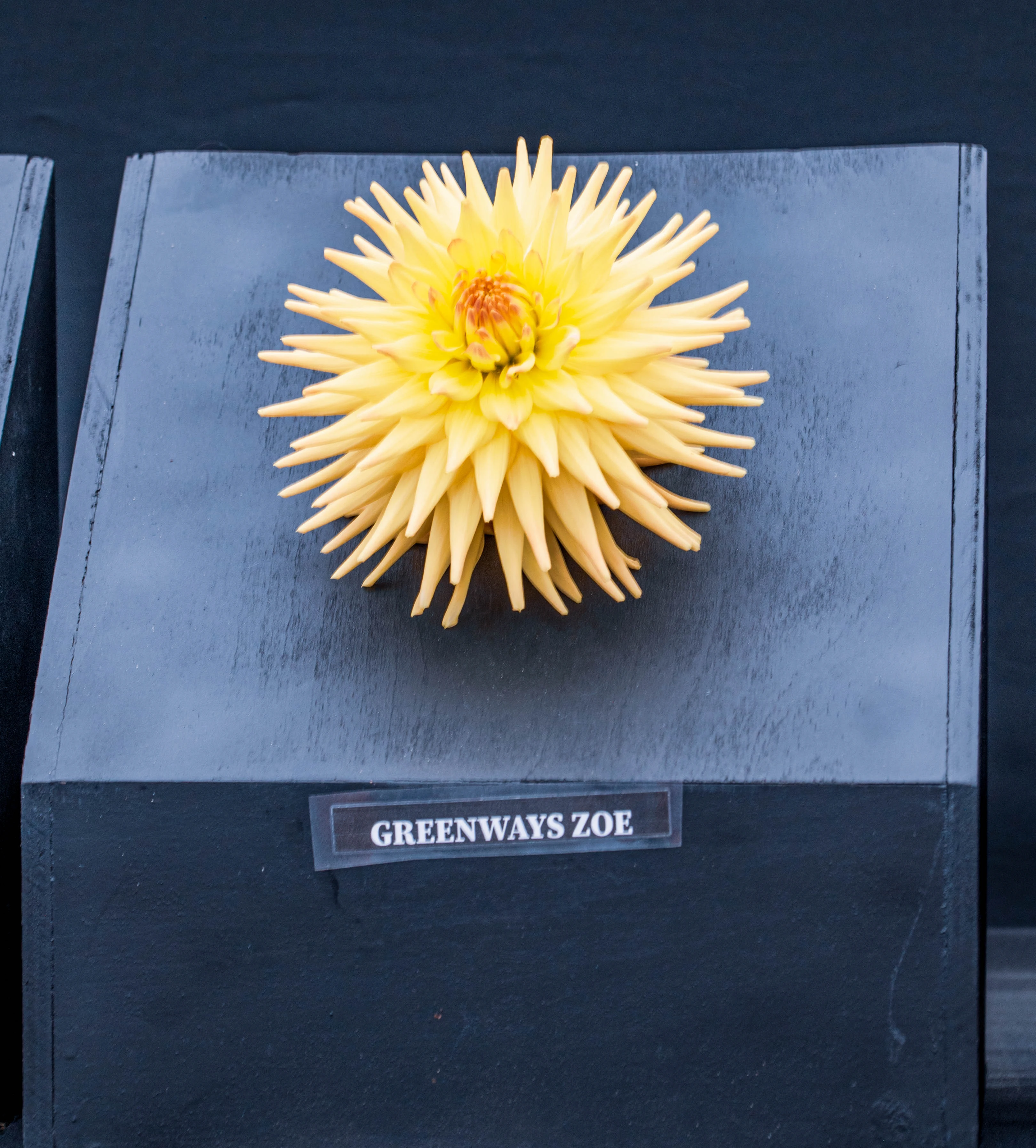 A yellow dahlia flower, variety 'Greenways Zoe', with spiky petals, sits on a dark, wooden display surface.