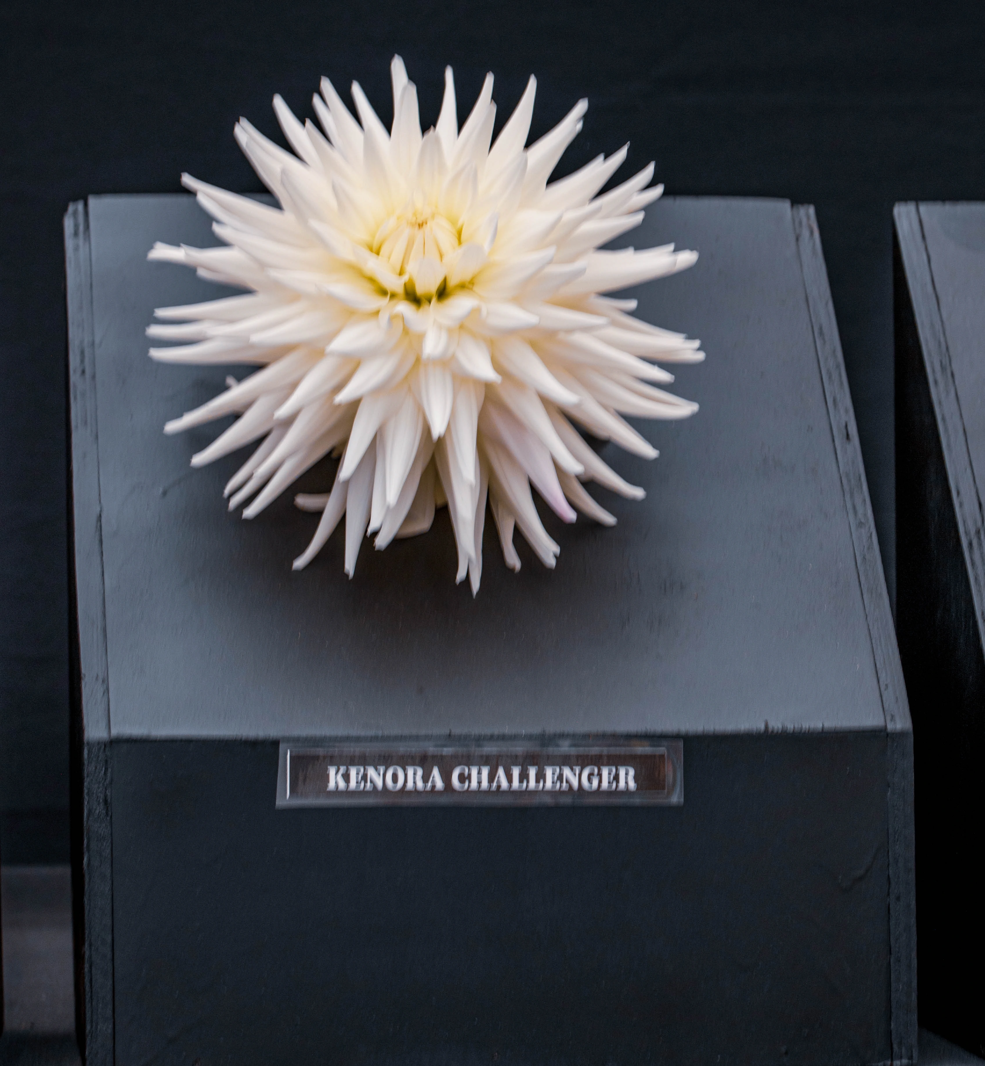 A detailed close-up of a white Dahlia flower named 