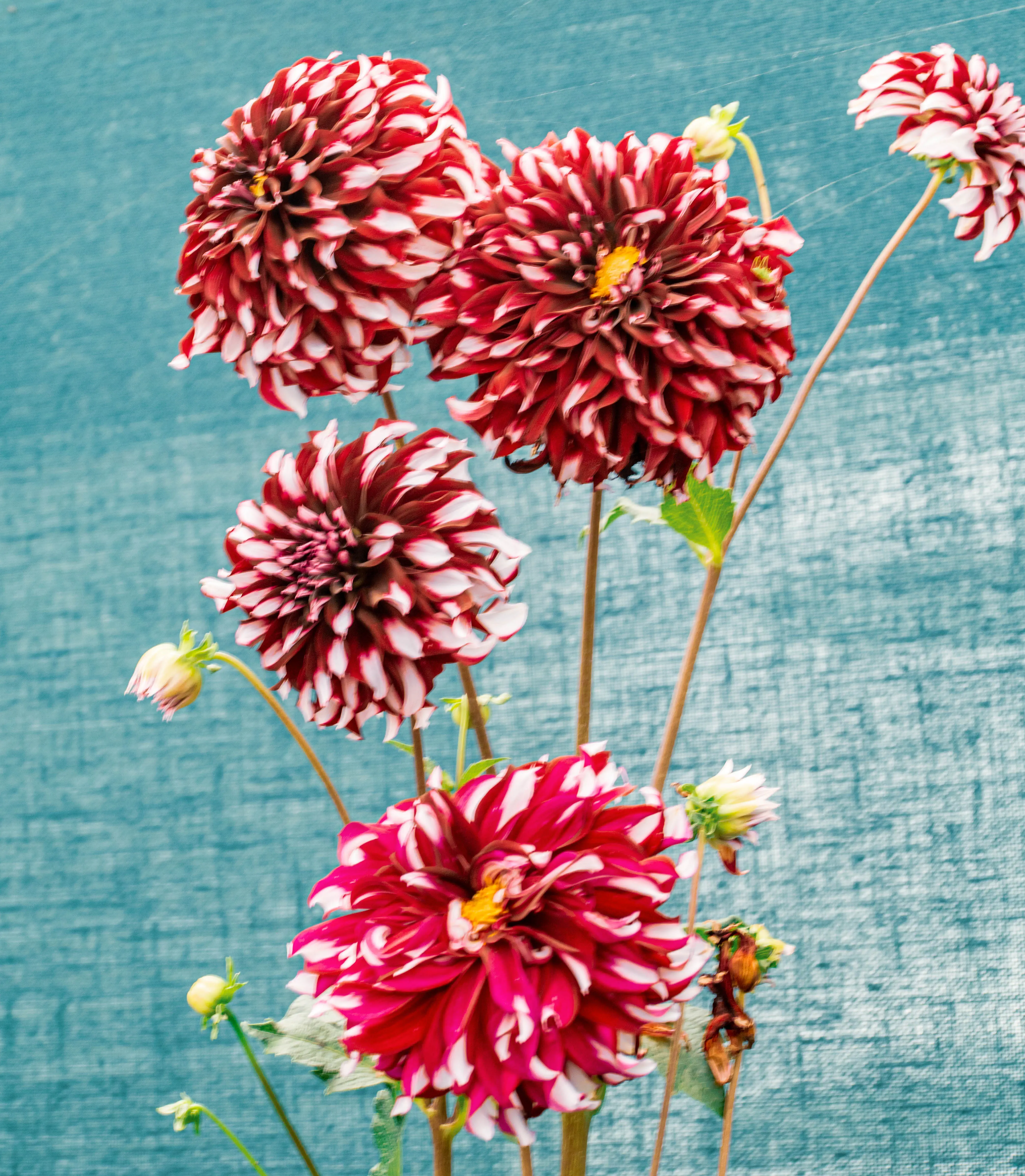A close-up photograph of several large, multi-petalled dahlias with striking red and white striped patterns, arranged against a blue-green textured background.