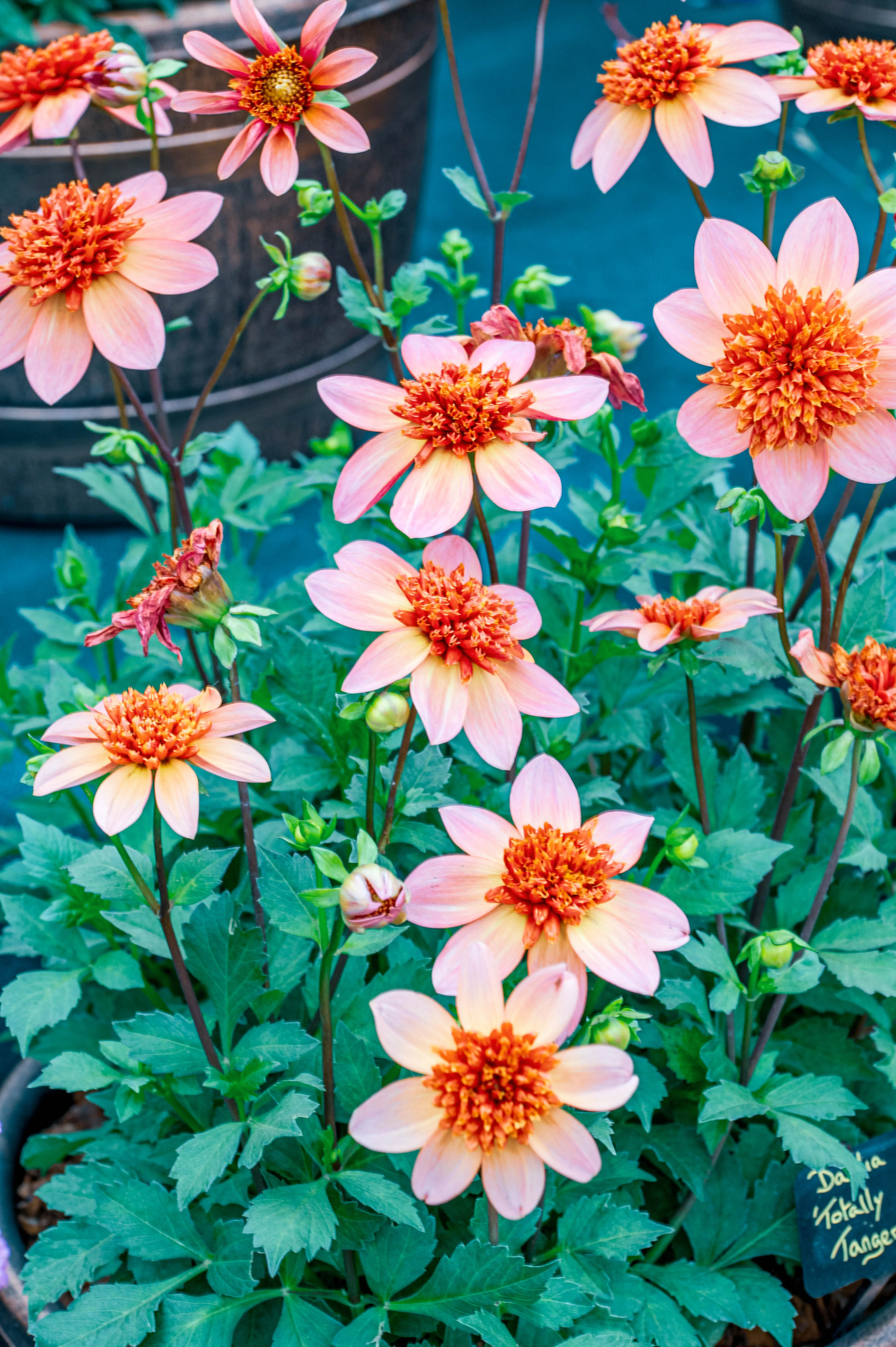 A cluster of light pink and peach-coloured dahlia flowers with bright orange centres, surrounded by dark green leaves.