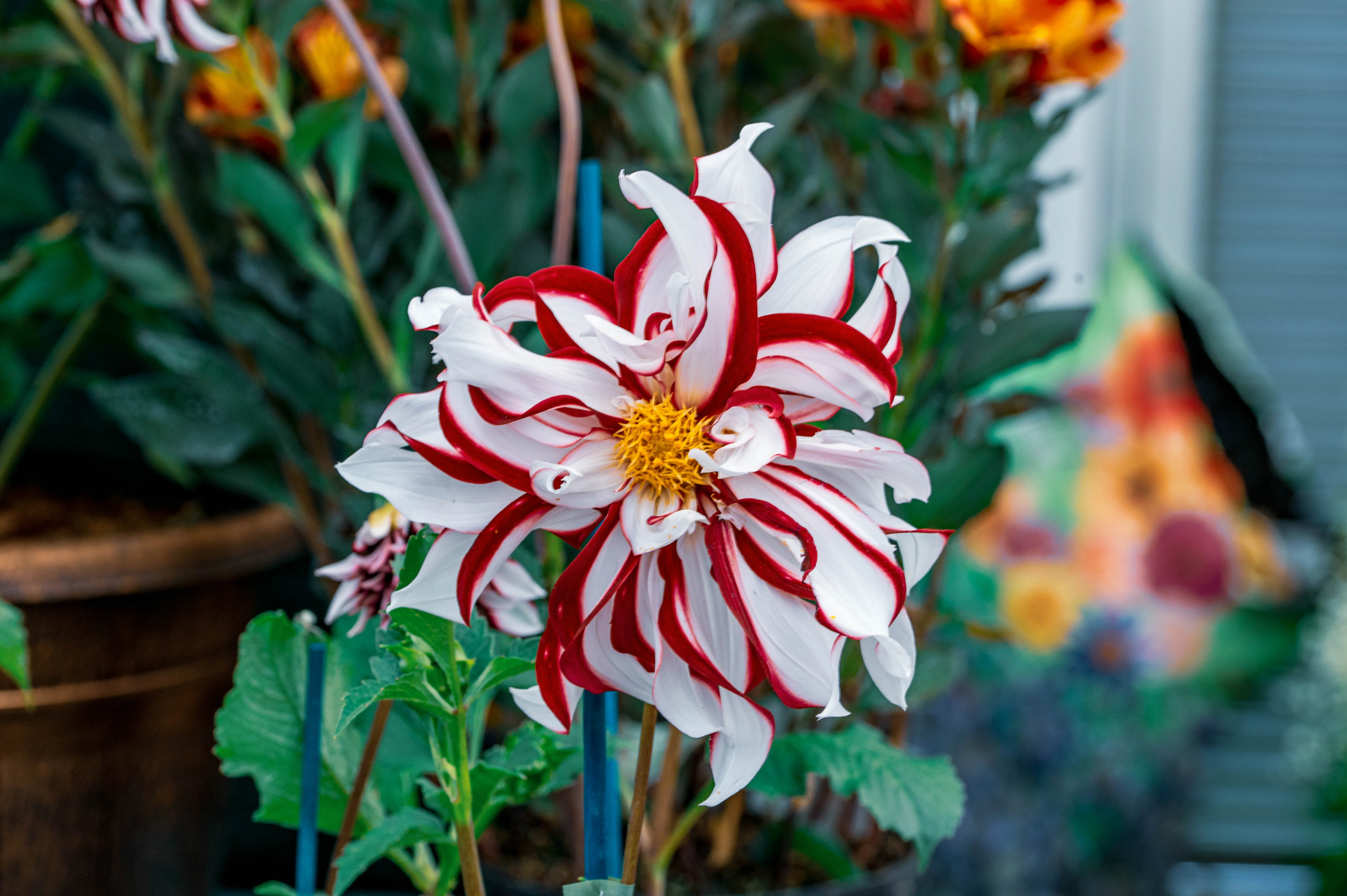 A close-up photograph of a large, open-faced dahlia flower. The petals are primarily white with bold, irregular stripes of deep red. The centre of the flower is a bright, fuzzy yellow.