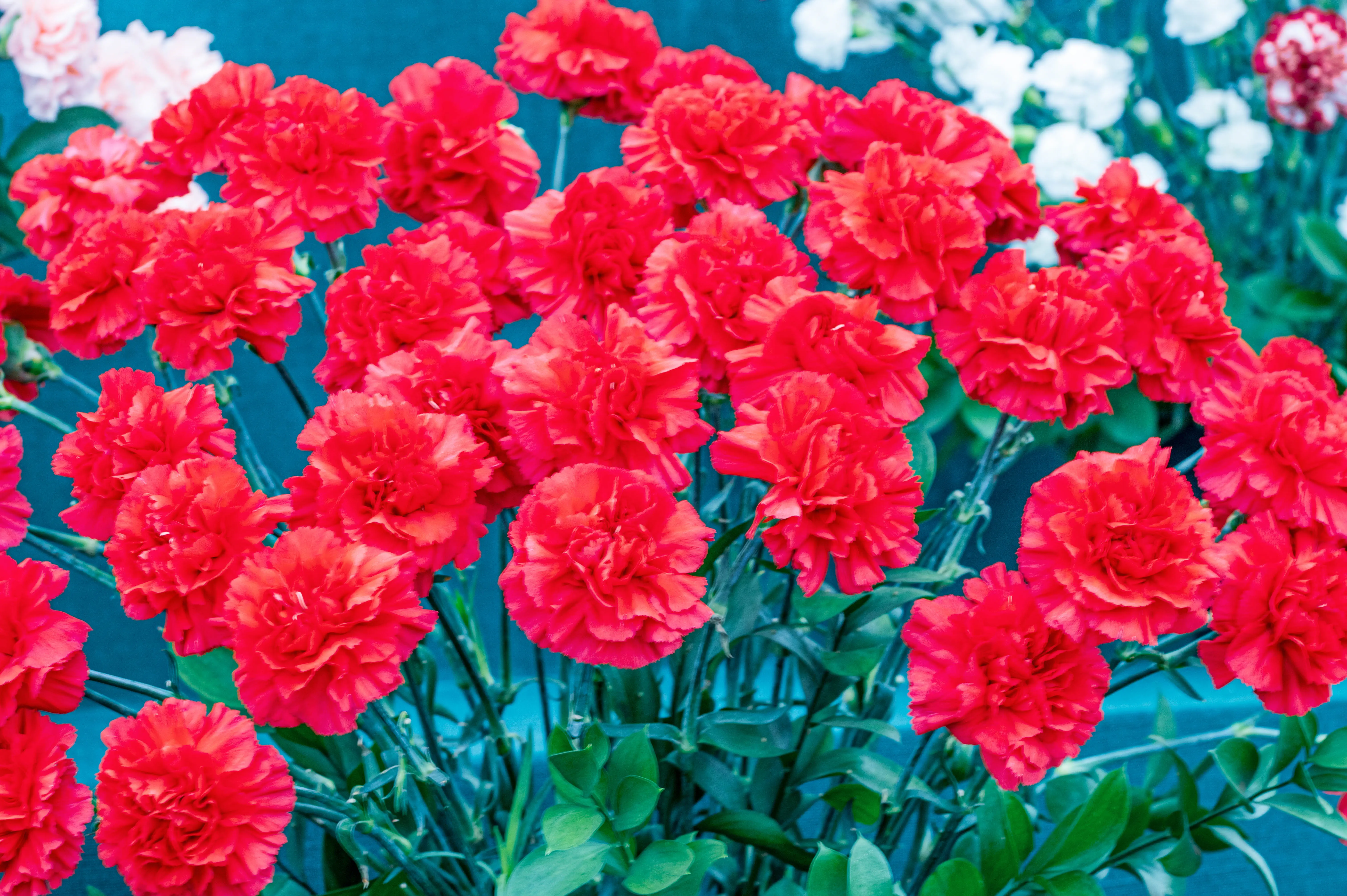 A close-up photograph of numerous bright red carnations with ruffled petals, set against a blurred blue background and green foliage.