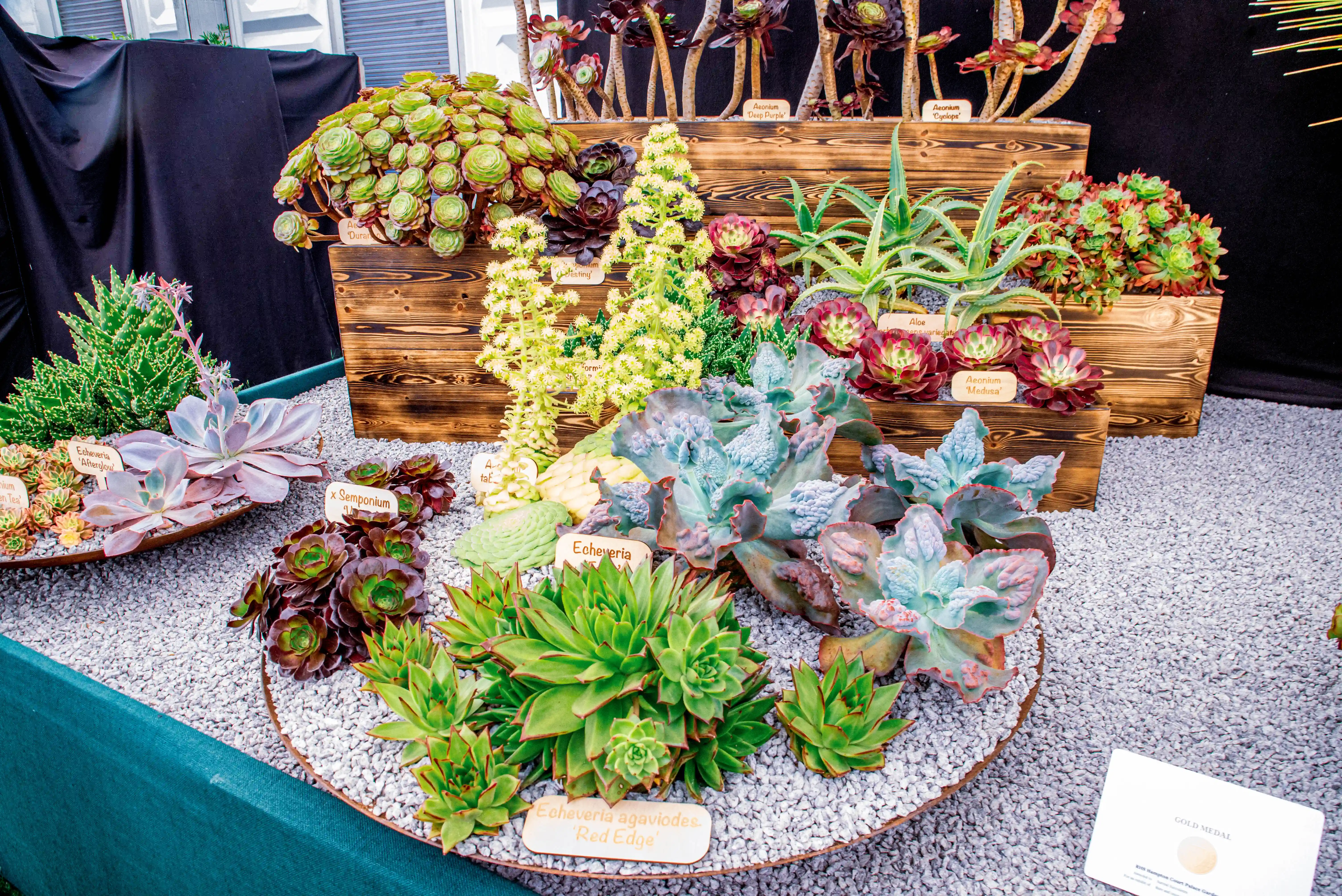 A vibrant display of various succulents, including rosette-shaped Echeverias and tall Aeoniums, presented in wooden crates and gravel beds.