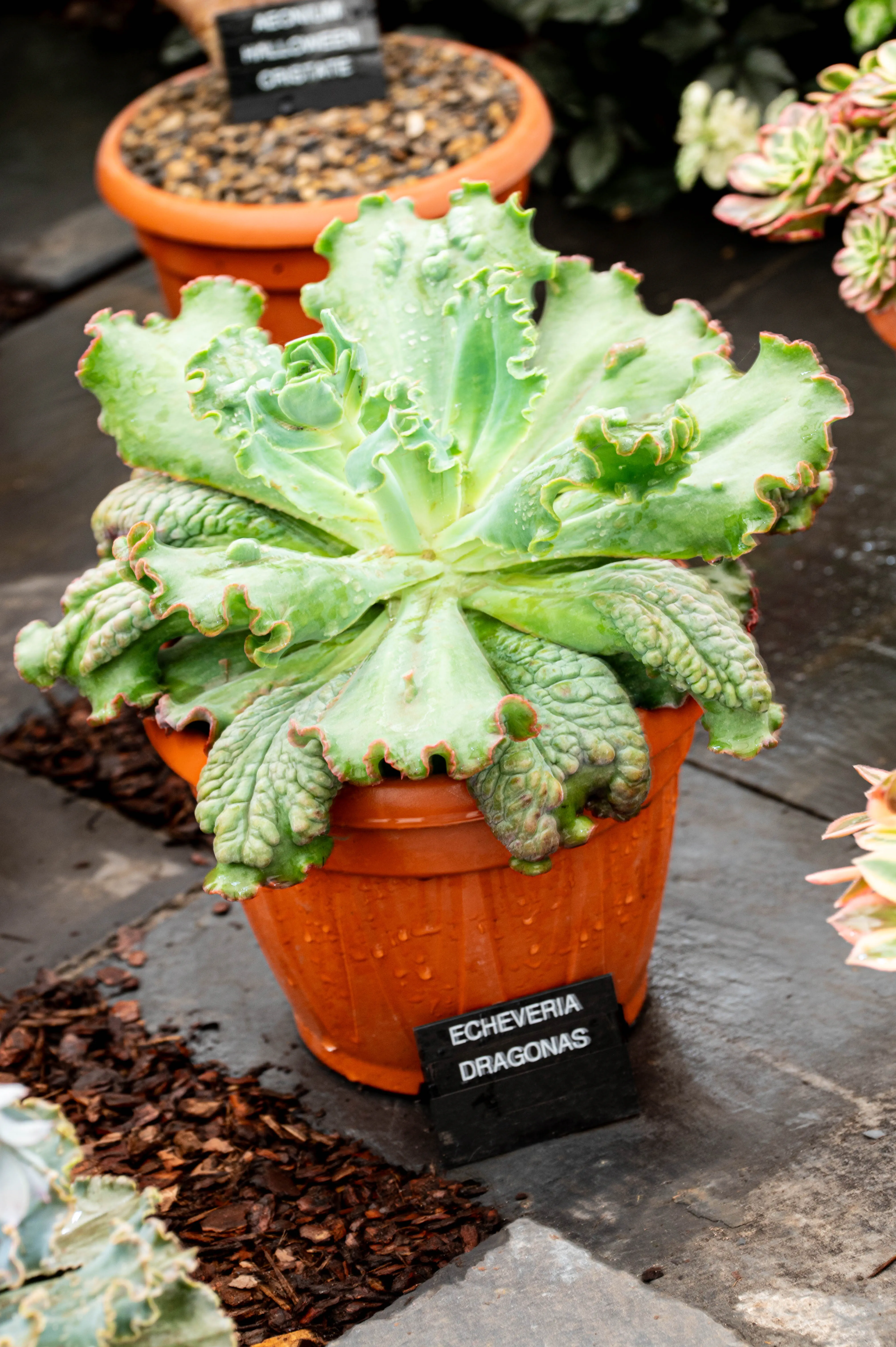 A potted Echeveria Dragonas succulent with highly textured, frilly, pale green leaves edged in pink.