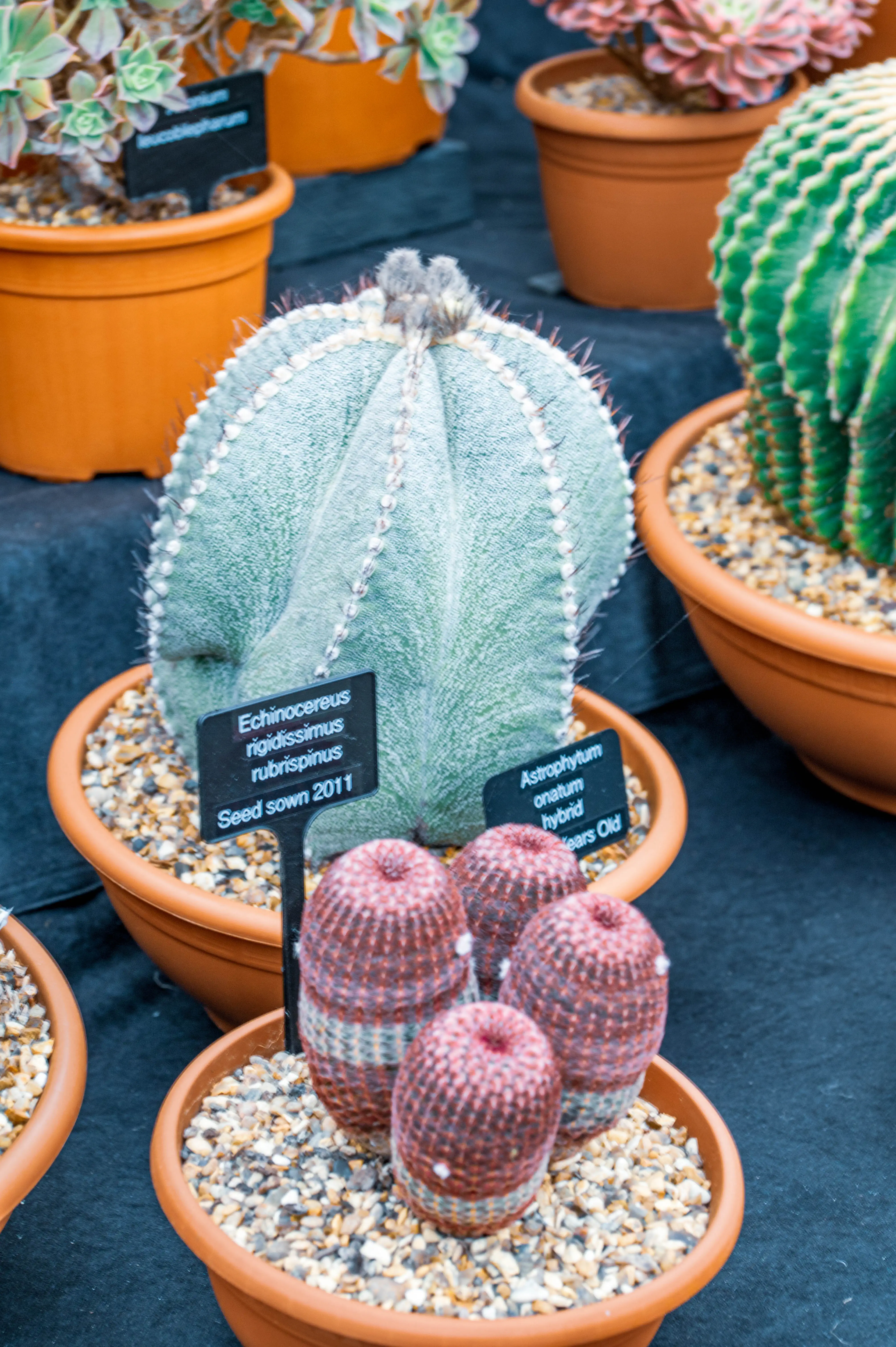 A collection of potted cacti and succulents, including a large, fuzzy, pale green cactus with white spines and smaller, ribbed, reddish-brown cacti, displayed on a dark surface.
