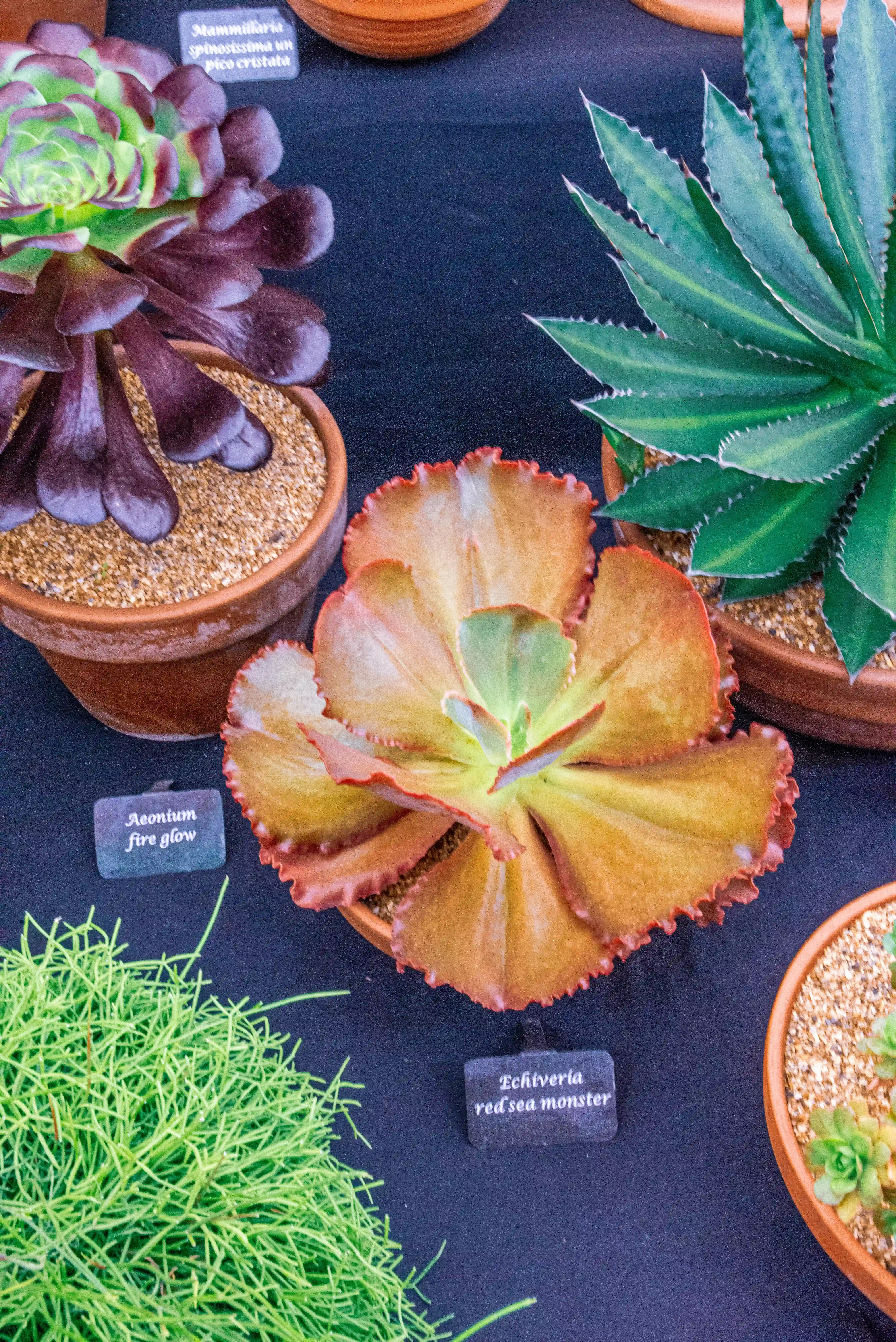 A close-up overhead view of several potted succulents on a dark surface. In the foreground, an 'Echeveria red sea monster' with wavy, bronzed-orange leaves is centred. To its left, a clump of bright green, fine-leaved succulent is visible. Above and to the left, a dark purple 'Aeonium fire glow' with rosette-shaped leaves sits in a terracotta pot. To the right, a spiky green agave-like succulent with white edges is also in a terracotta pot. Small chalk-style plant labels identify some of the specimens.