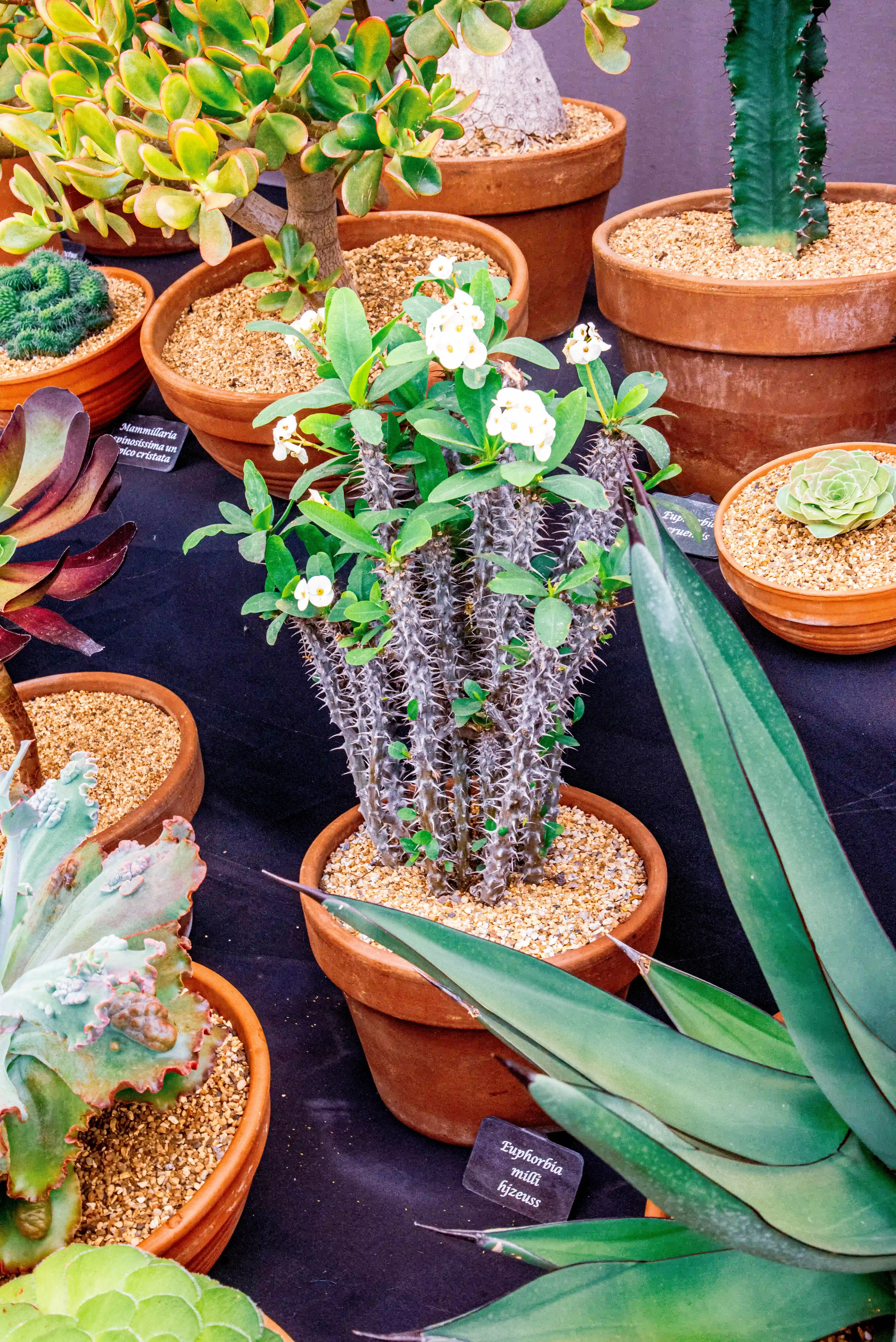 A close-up view of several potted succulent plants, including a multi-stemmed Euphorbia milii with sharp spines and delicate white flowers, surrounded by other arid plants like a jade plant and a tall cactus.