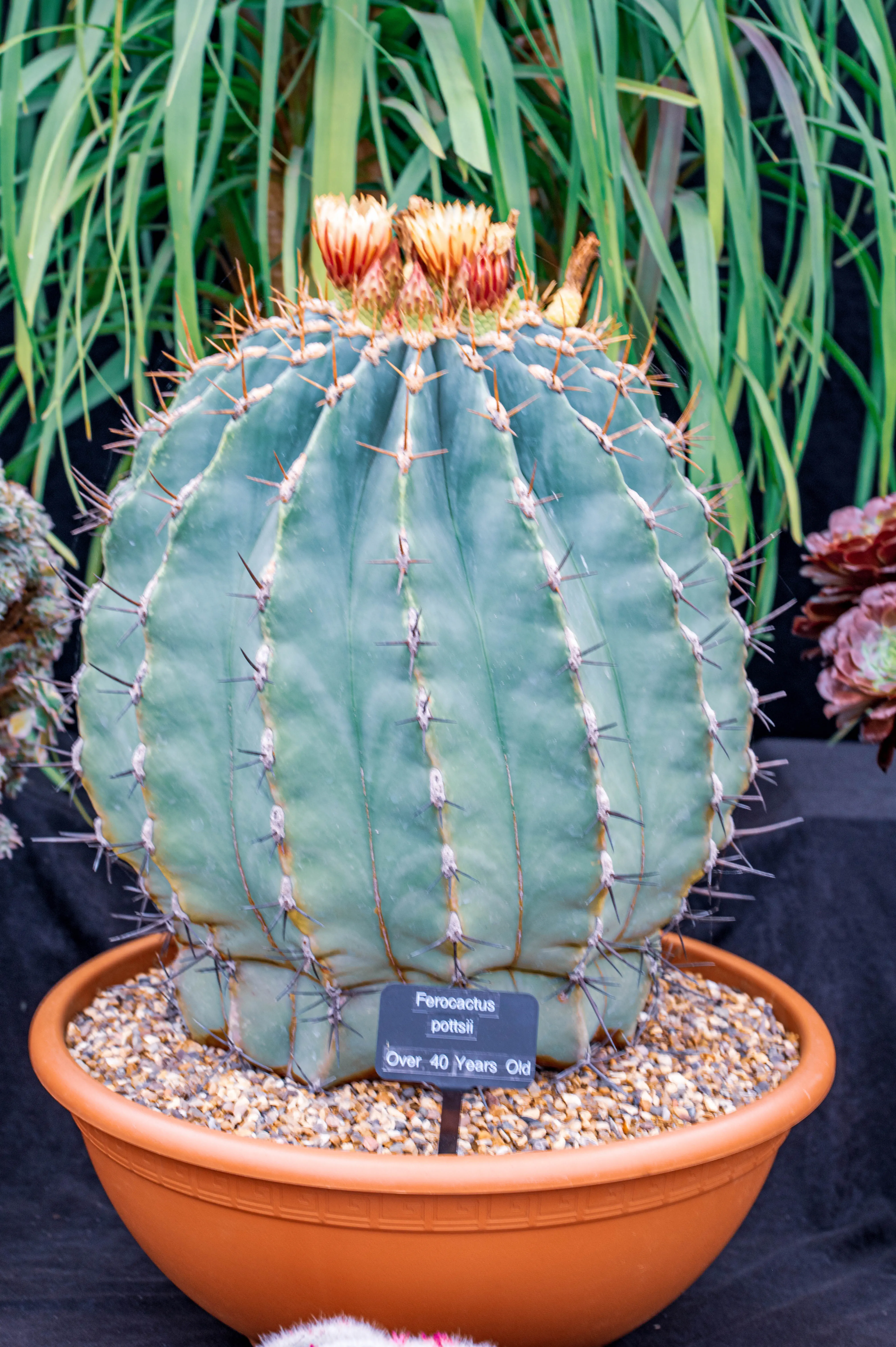 A large, globular blue-green cactus, Ferocactus pottsii, with prominent ribs and sharp spines, is topped with clusters of reddish-orange and yellow flowers.