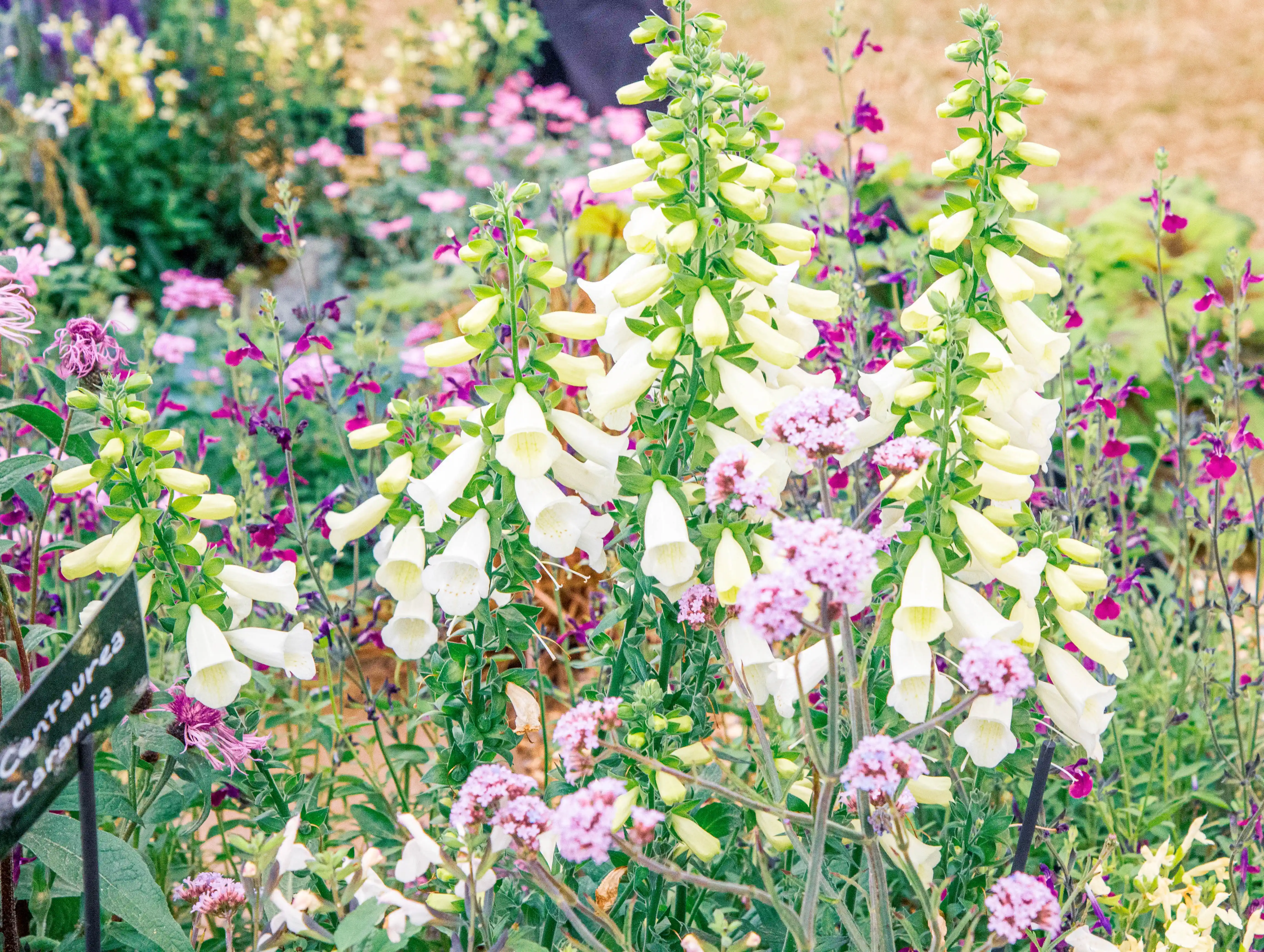 A close-up of a garden planting with dominant cream-coloured foxglove flowers and smaller pink verbena flowers, with purple salvia in the background.