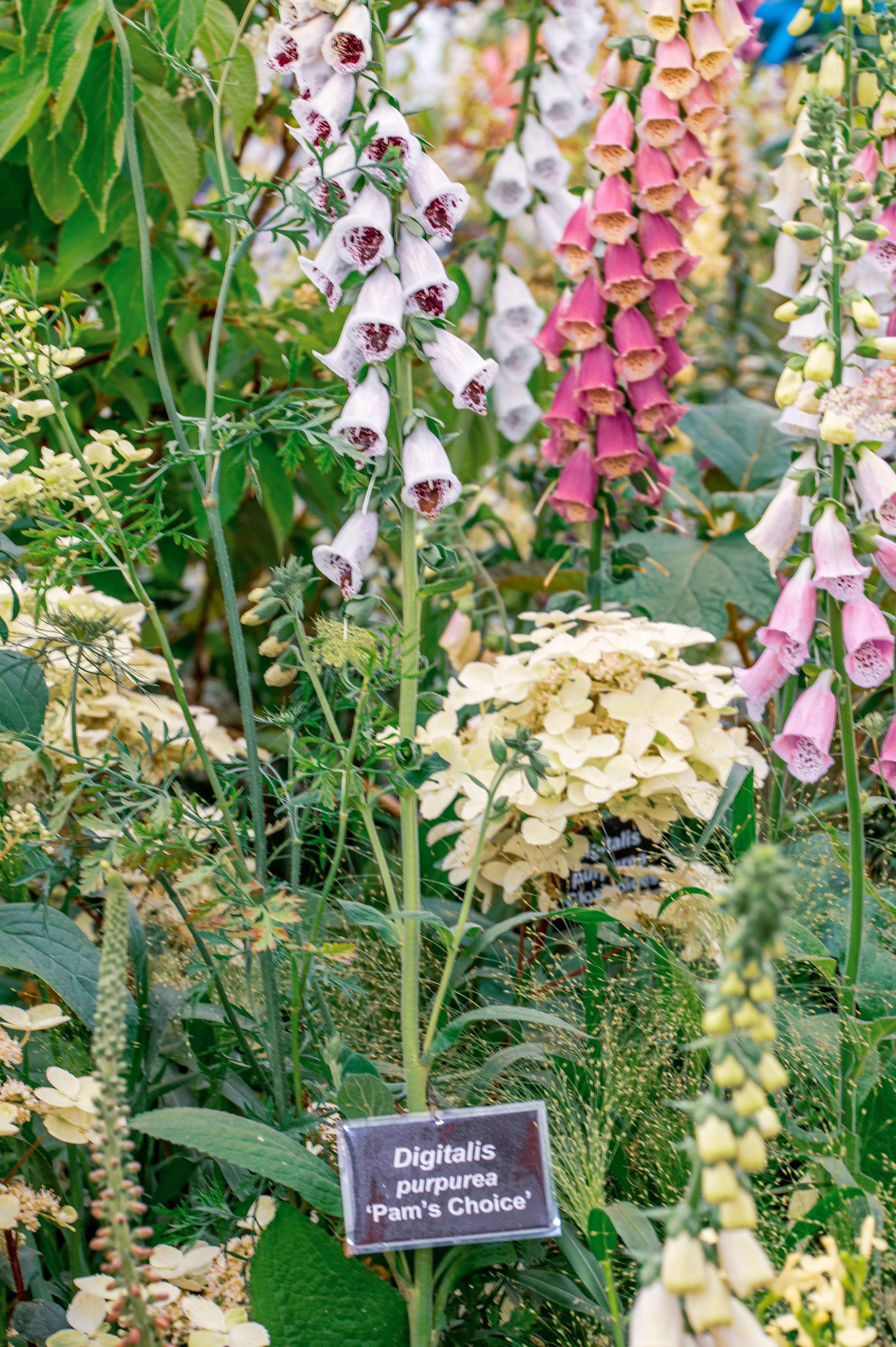 A garden display of foxgloves, featuring tall spikes of white, pink, and yellow bell-shaped flowers. The cultivar 'Pam's Choice', with white flowers speckled with maroon, is prominently visible.