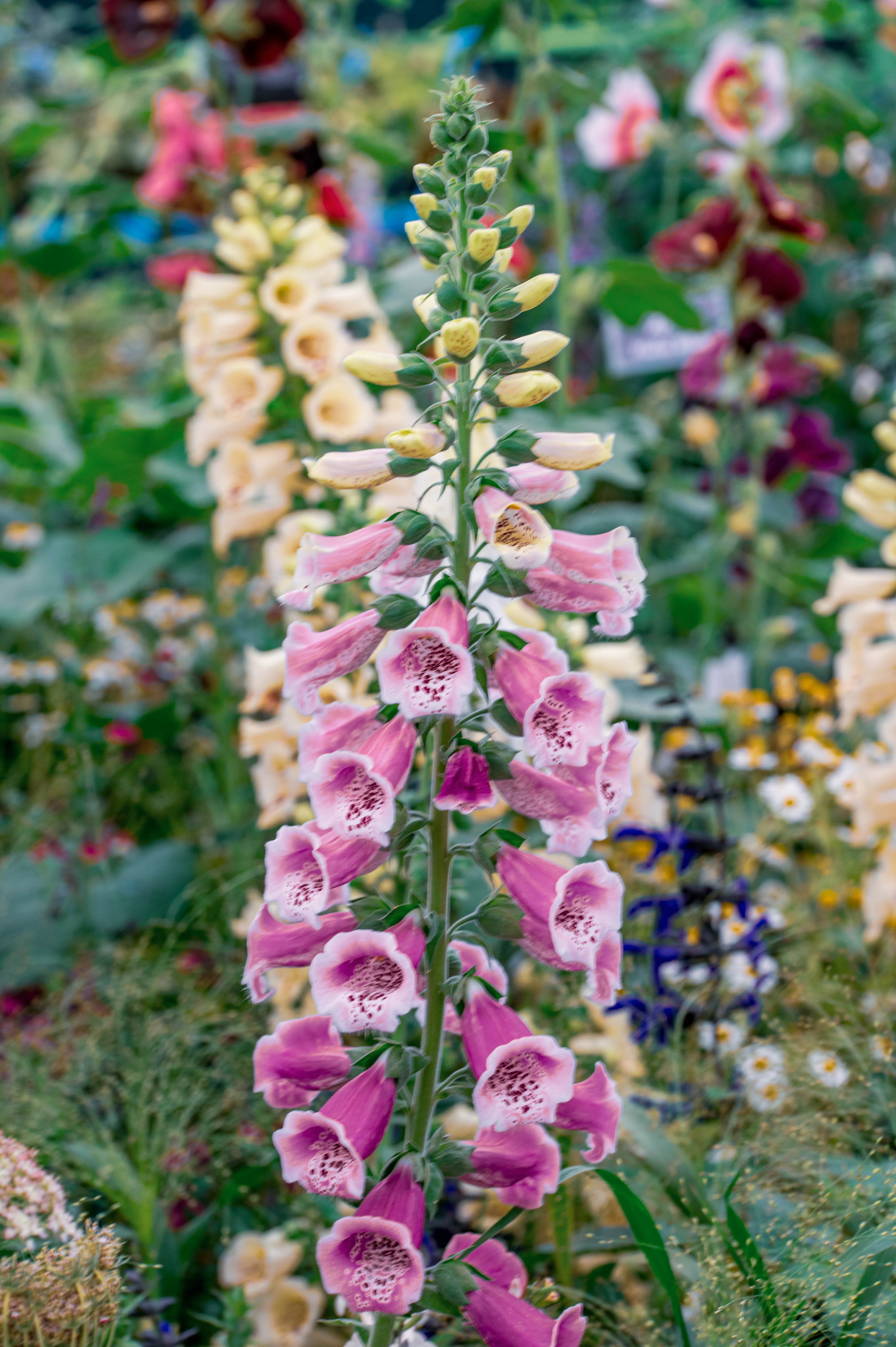 A vertical shot of a foxglove plant with many pink, bell-shaped flowers. The inside of the flowers are speckled with dark purple spots. The background is a blur of green foliage and other colourful flowers.