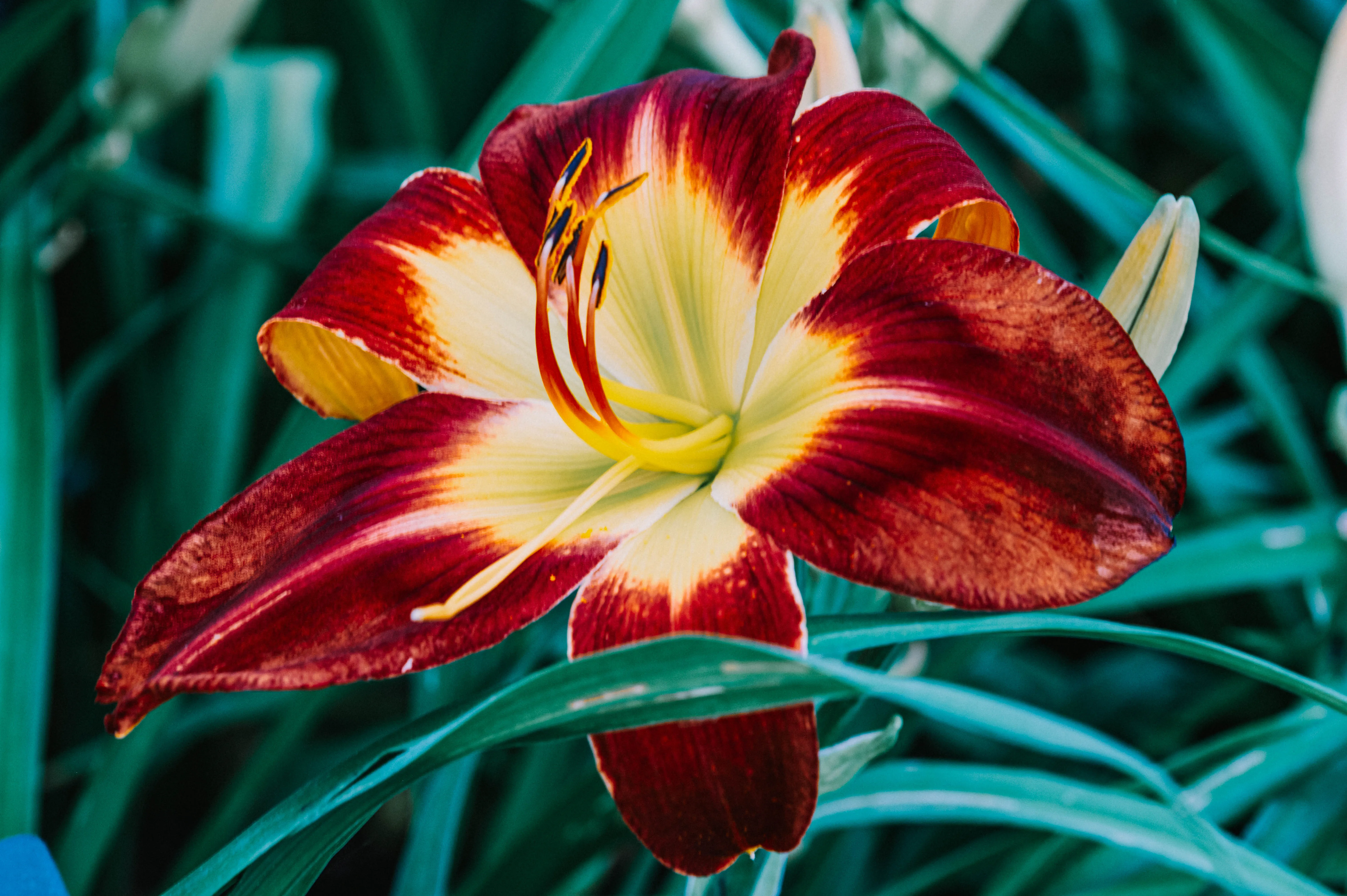 A close-up of a daylily flower with deep red petals edged in yellow, featuring prominent stamens.                                                