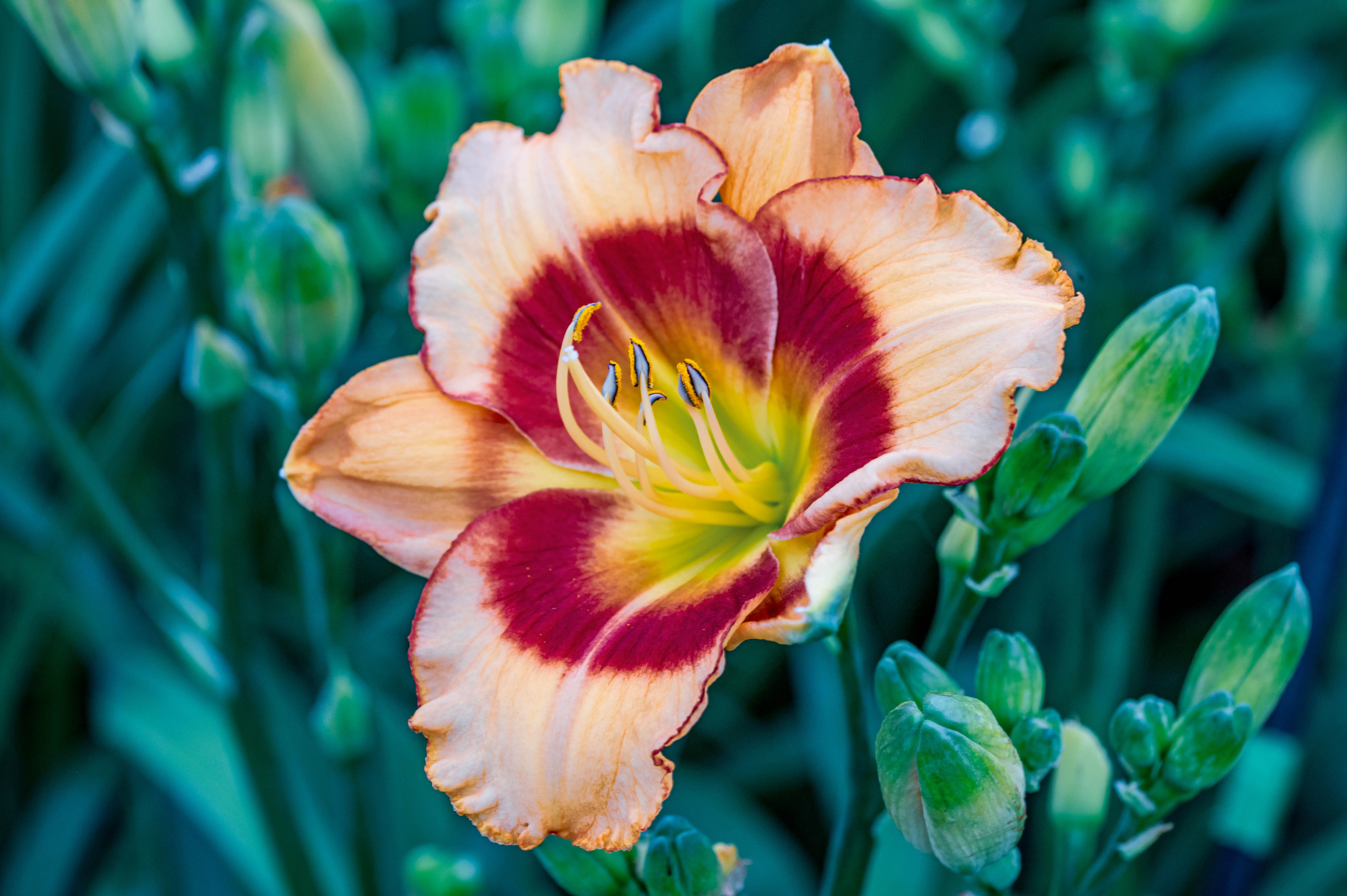 Close-up of a peach and burgundy daylily flower with yellow stamens, surrounded by green buds and out-of-focus foliage.