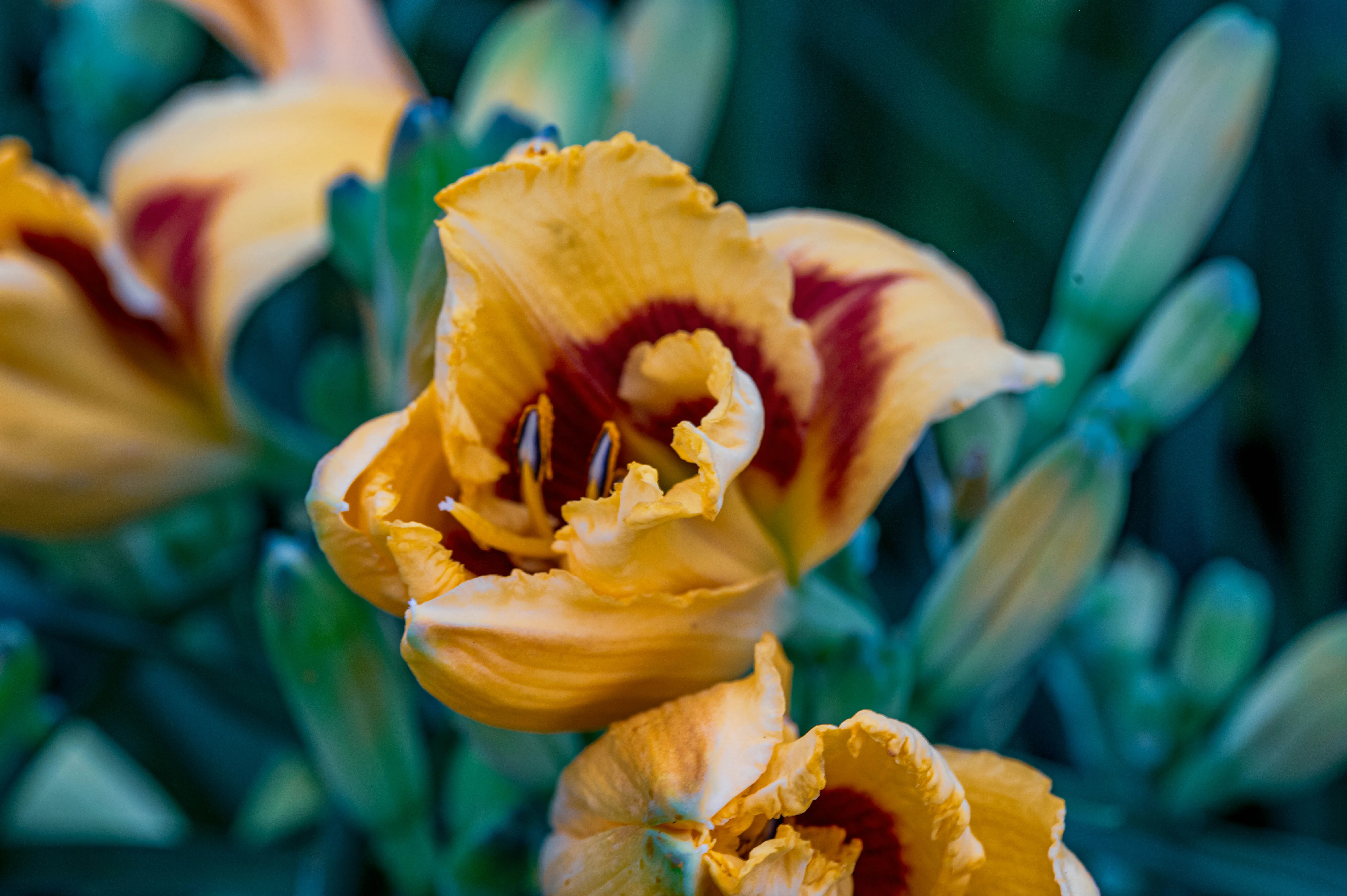 A detailed image of a yellow daylily with ruffled petals and a dark red centre, set against a dark green, out-of-focus background.