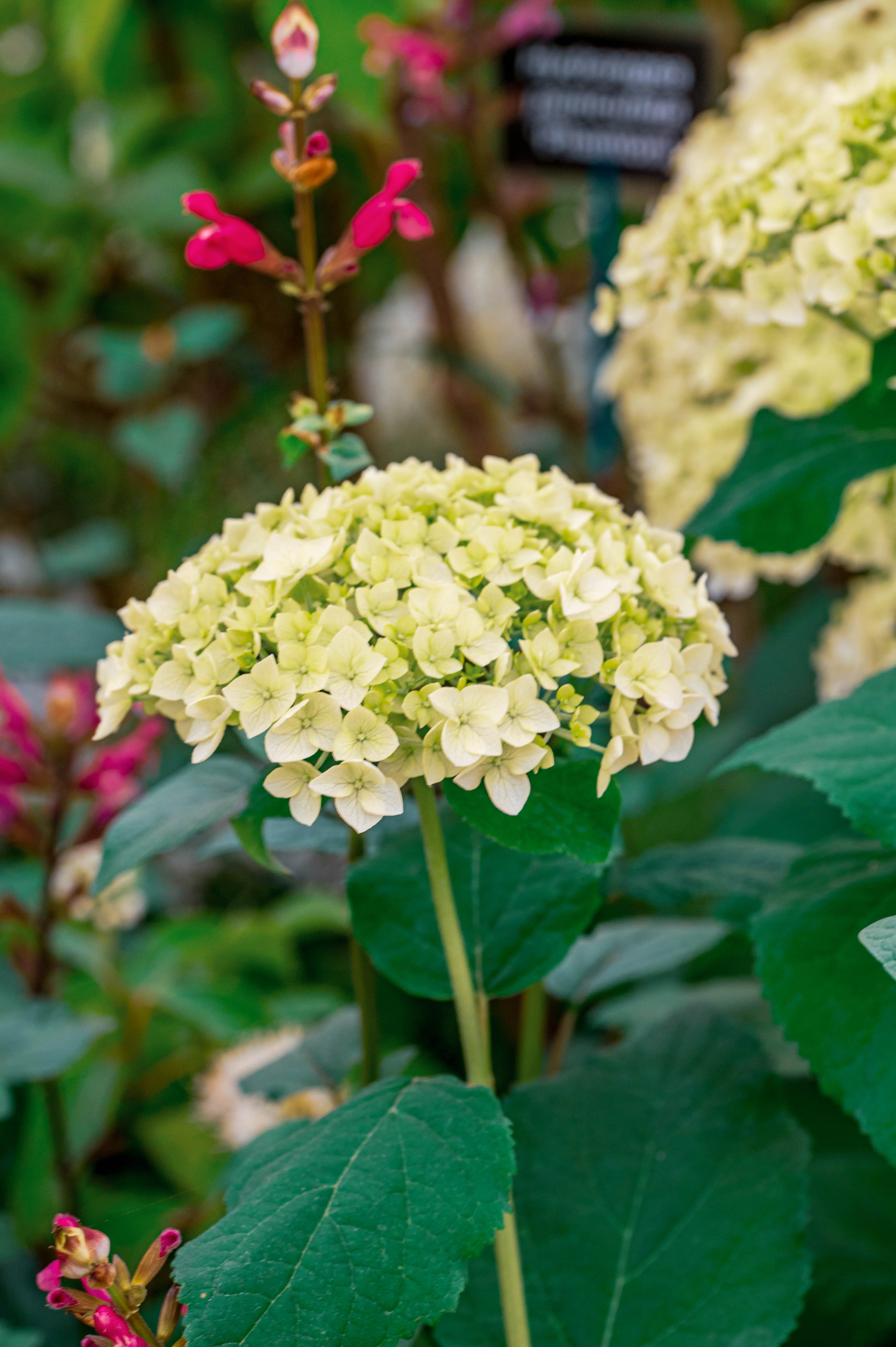 A creamy-white, dome-shaped Hydrangea flowerhead is in the foreground, with its individual small petals clearly visible. Behind and to the left, a spike of vivid pink, tubular Salvia flowers is partially blurred. Lush green leaves are visible throughout the image, framing the flowers.