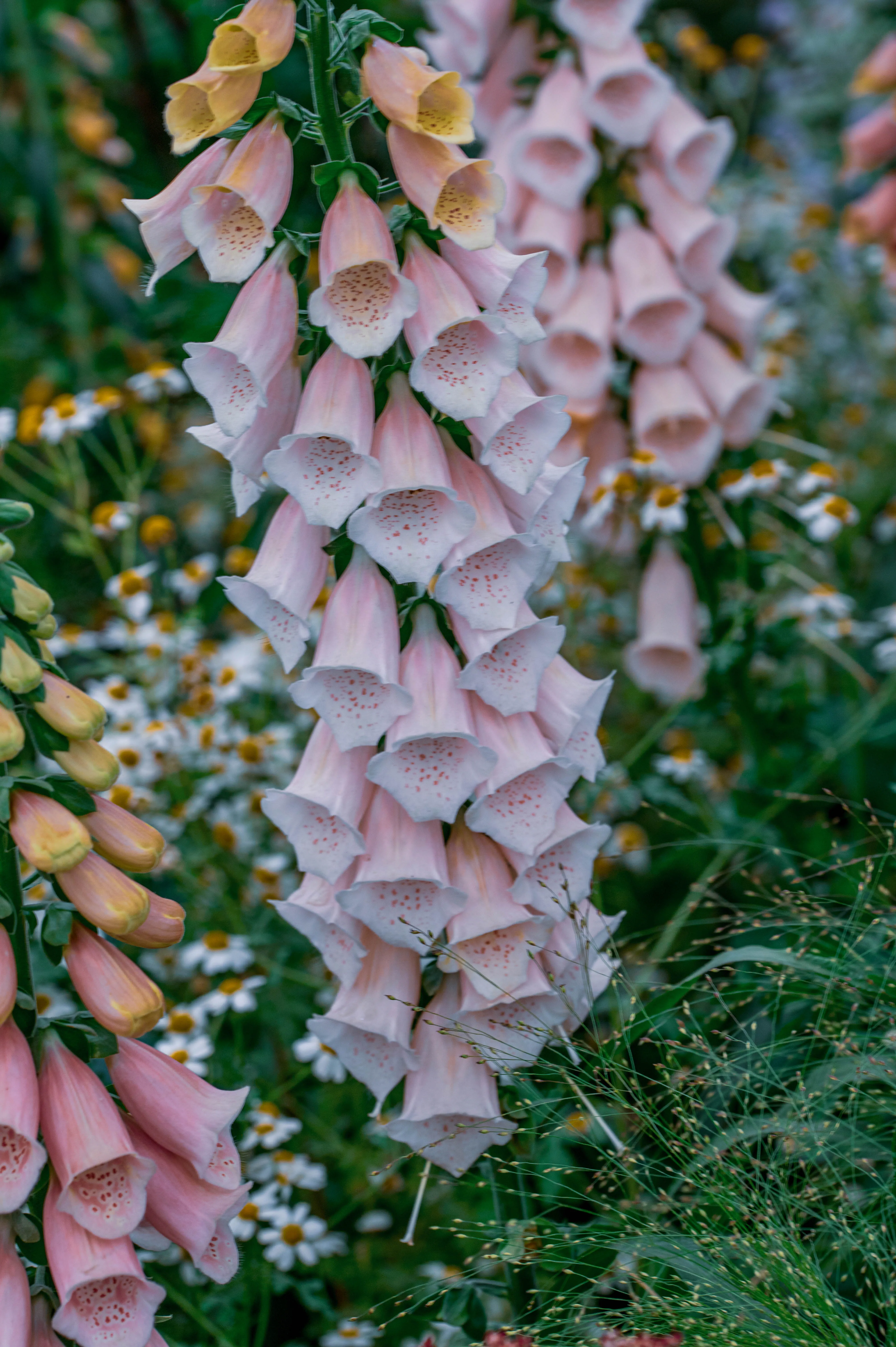 A close-up of a tall spike of pale pink foxglove flowers, each bell-shaped blossom adorned with dark pink speckles inside, set against a soft-focus background of greenery and other small flowers.