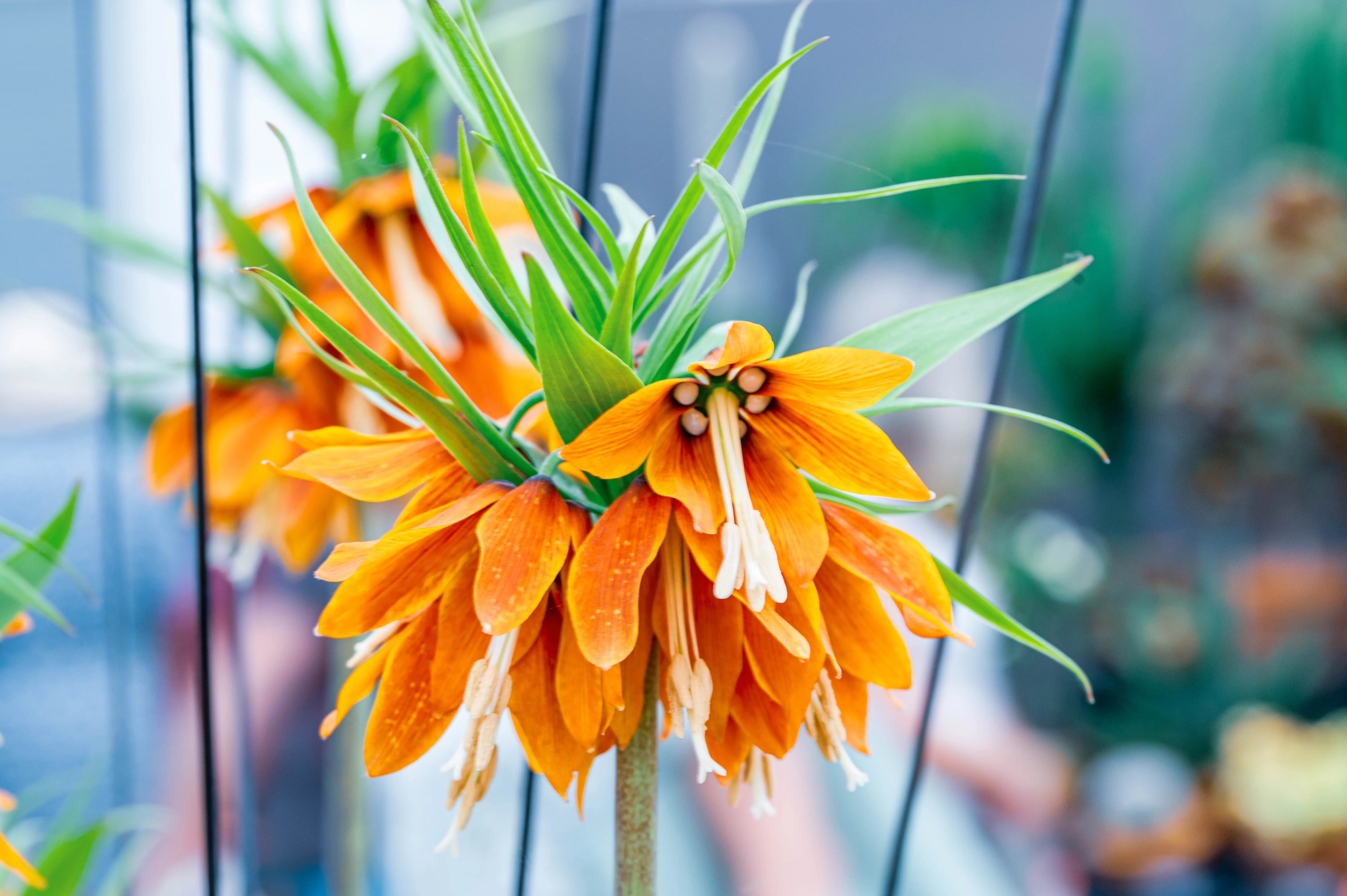 Close-up of vibrant orange Imperial Fritillary flowers with a cluster of downward-hanging bell-shaped blossoms and green lanceolate leaves.