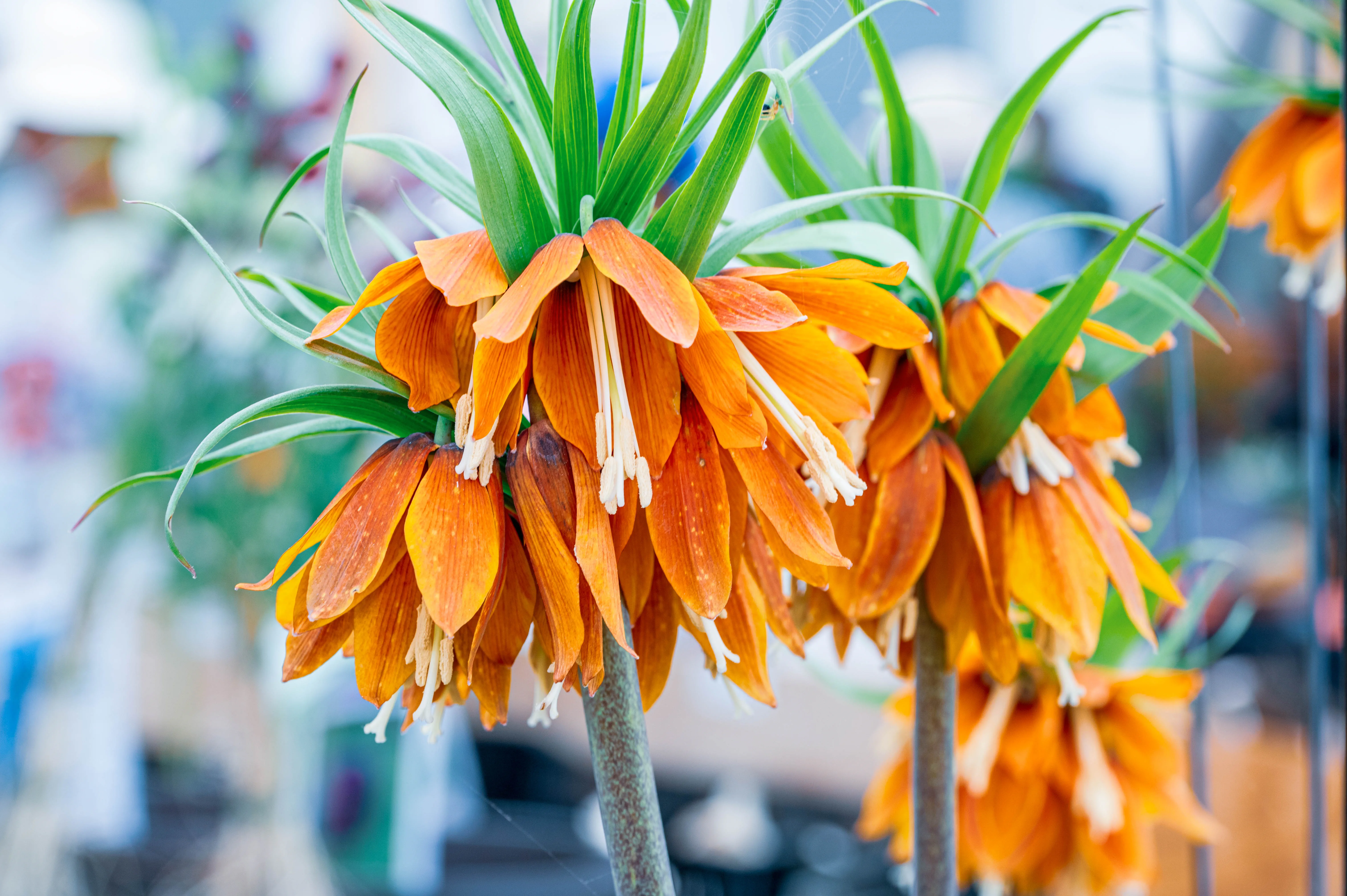 Close-up of vibrant orange Imperial Fritillary flowers with a cluster of downward-hanging bell-shaped blossoms and green lanceolate leaves.