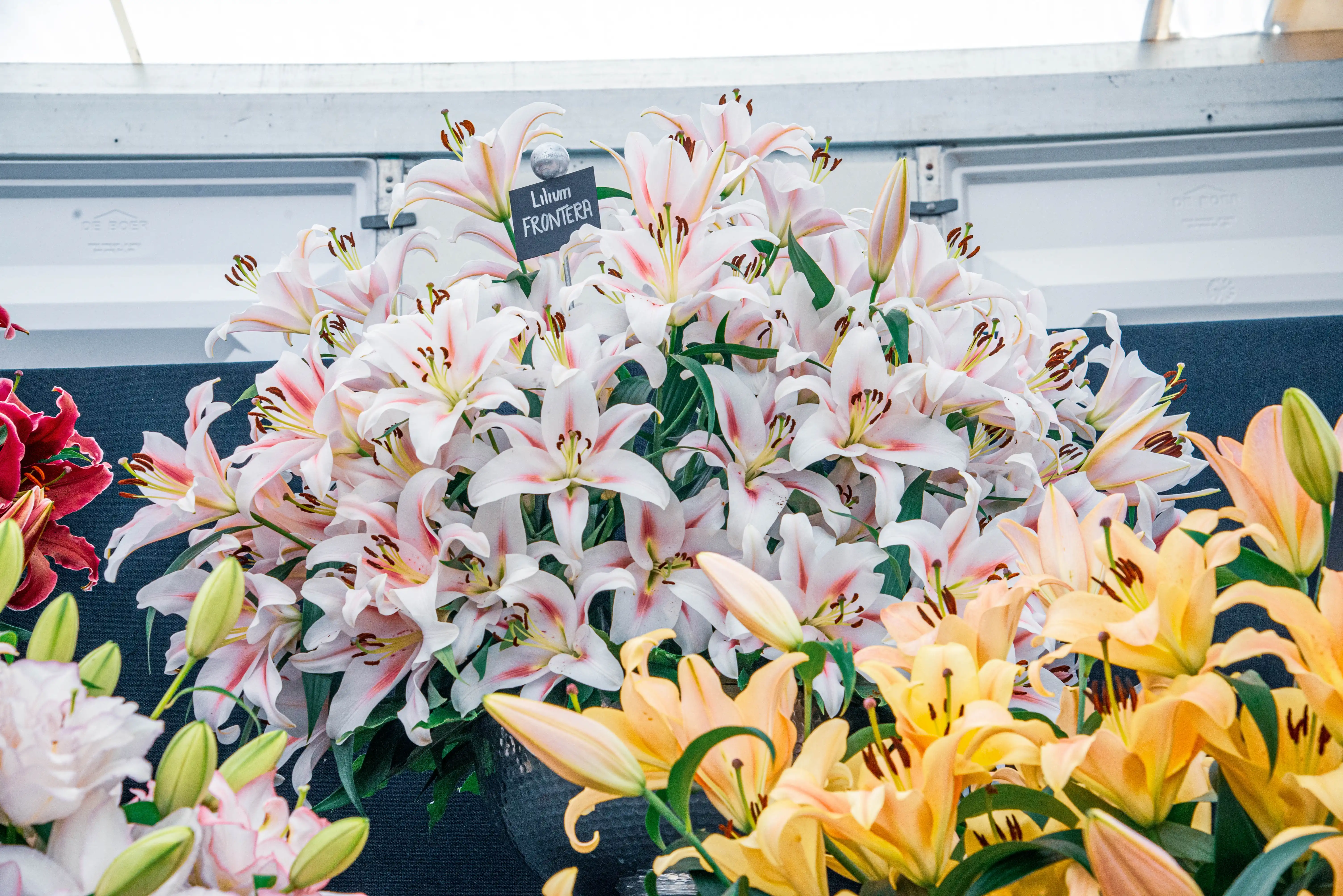 A large bouquet of white and pink streaked lilies with the variety label 'Lilium Frontera' is shown in the centre, with yellow and peach lilies in the foreground